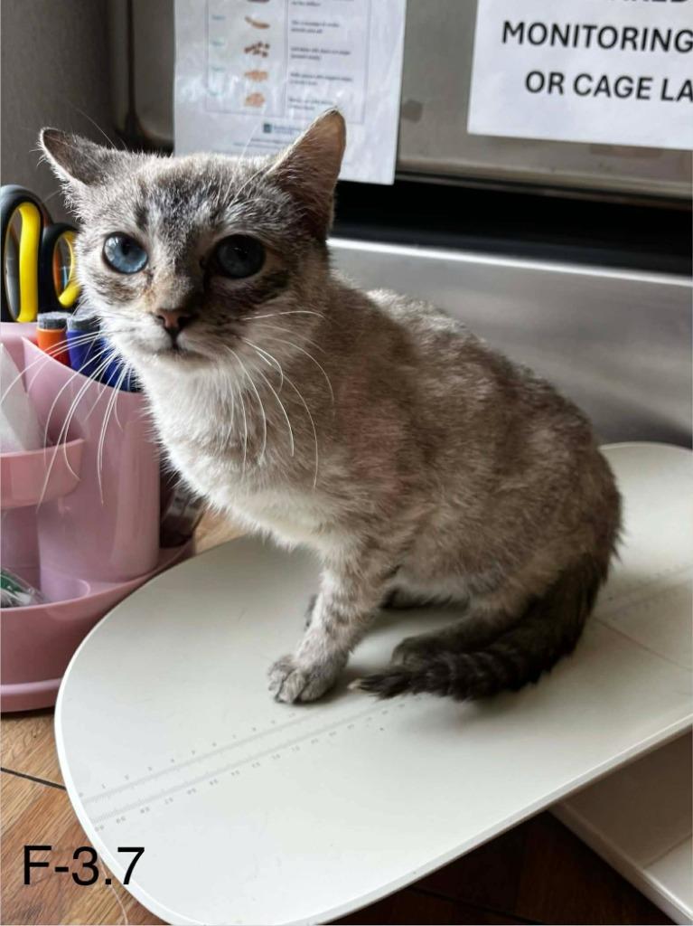 Rapunzel, a Adopted Siamese in Sunrise Beach, MO image 2/2