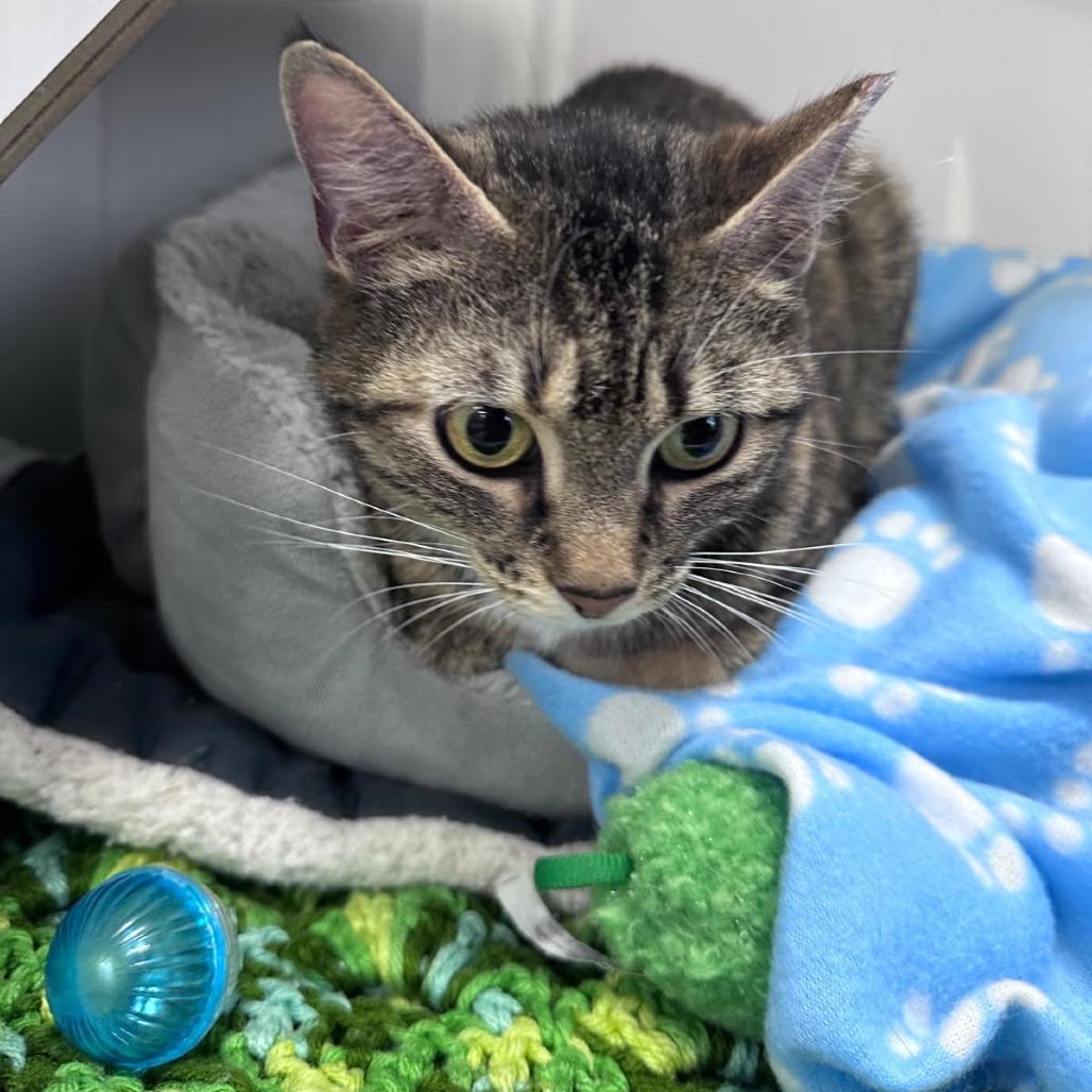 Enlarge SAF Carrie (Carlisle), a Adoptable Domestic Short Hair in Abingdon, MD image 1/2