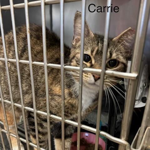 Enlarge SAF Carrie (Carlisle), a Adoptable Domestic Short Hair in Abingdon, MD image 2/2