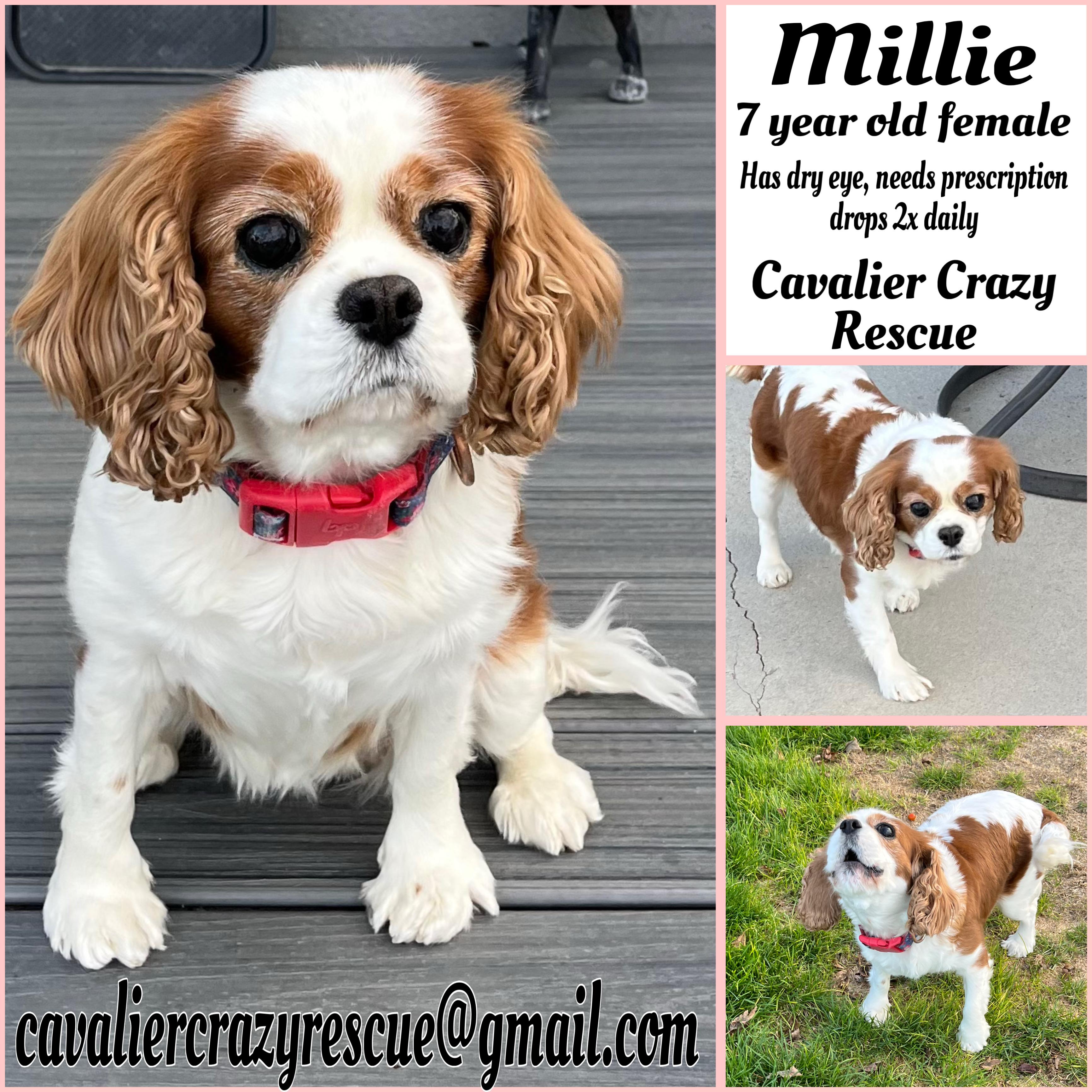 Millie, Adopted, Adult Female Cavalier King Charles Spaniel.