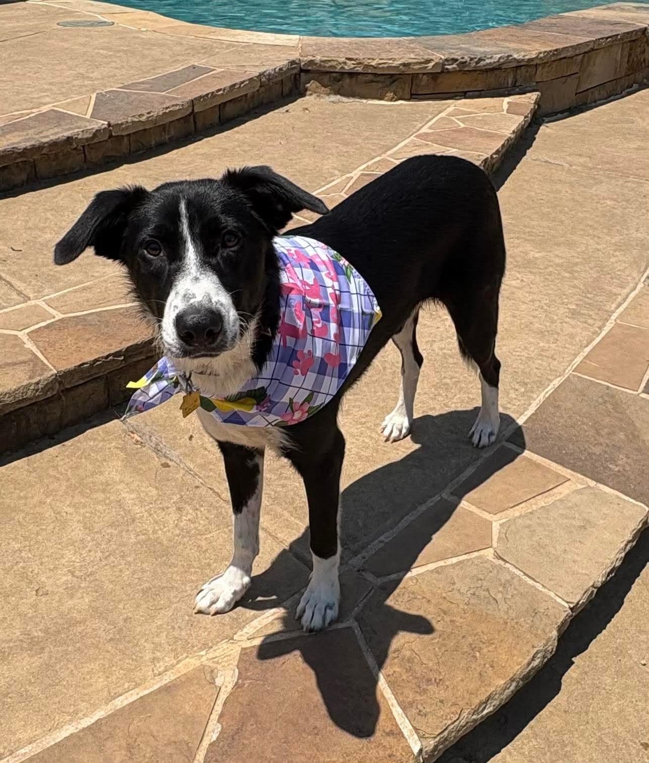 Cassie, a Adoptable mixed breed in richmond, ME image 1/5