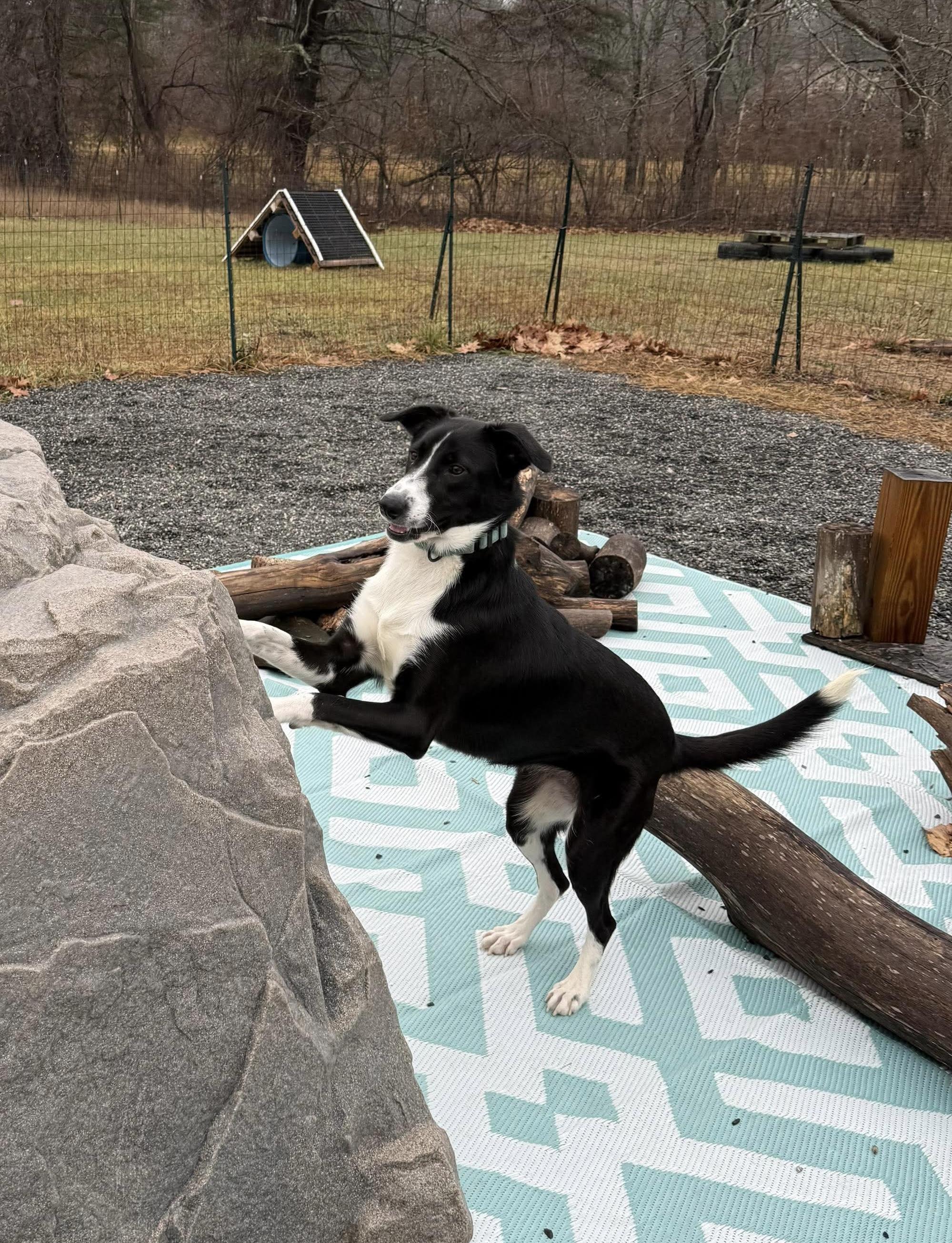 Cassie, a Adoptable mixed breed in richmond, ME image 3/5