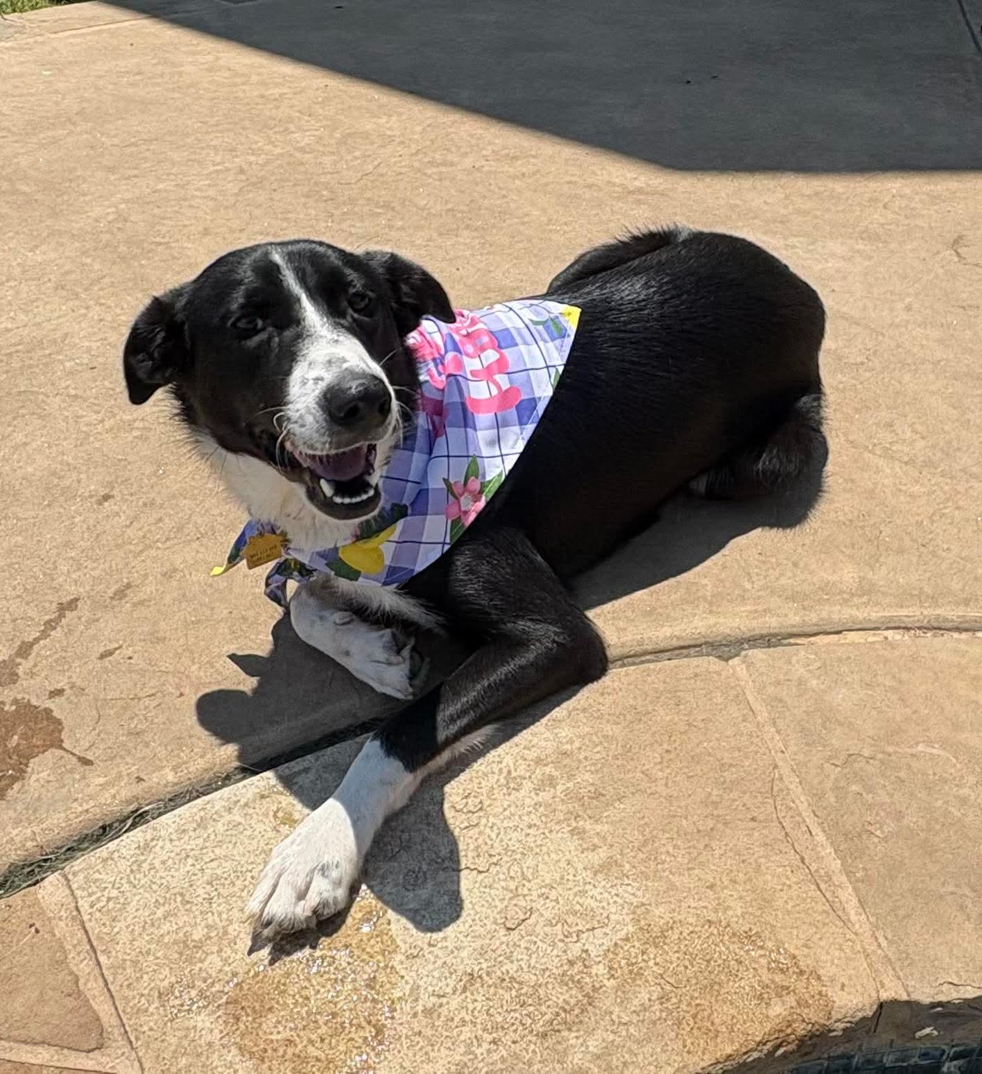 Cassie, a Adoptable mixed breed in richmond, ME image 2/5