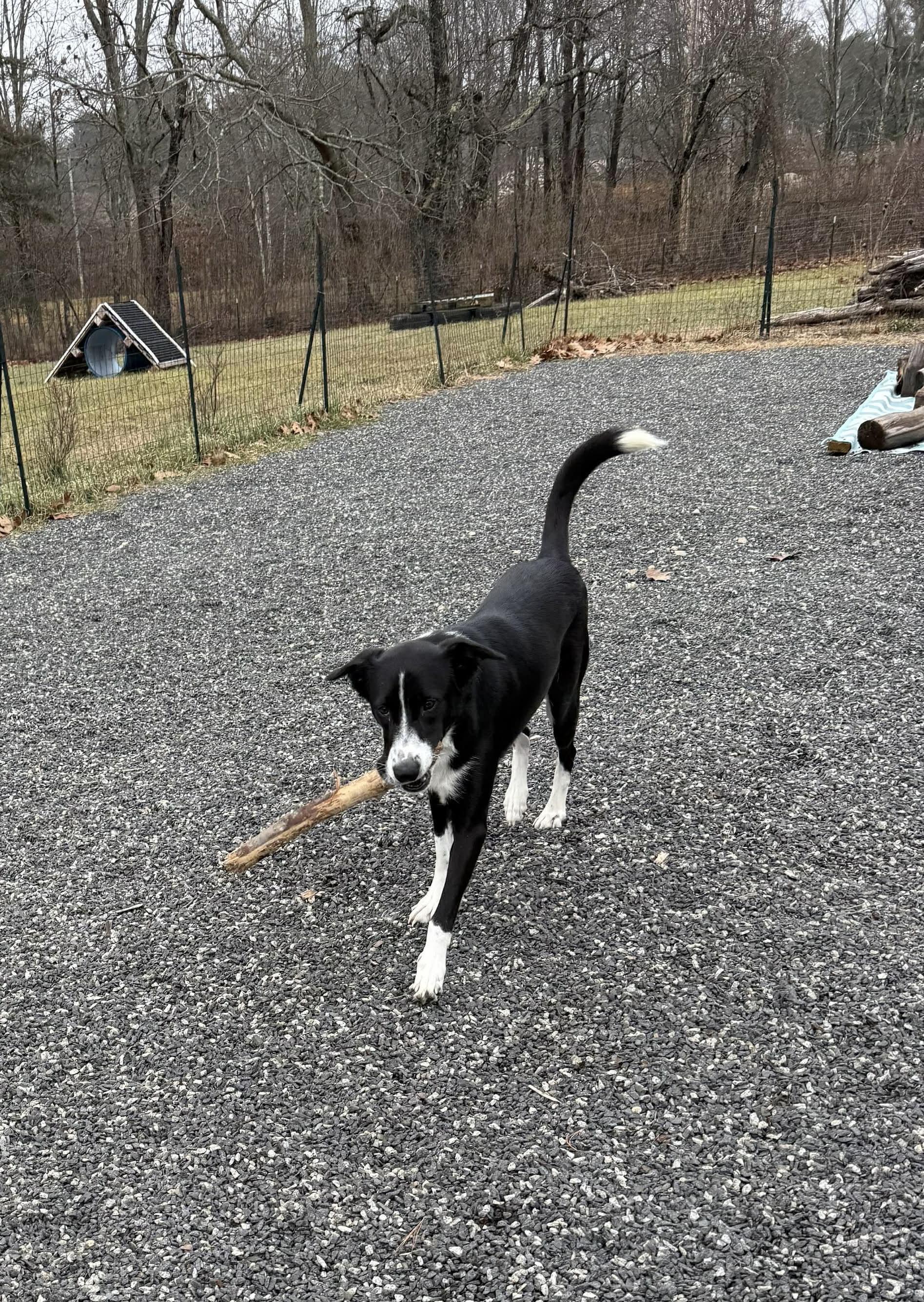 Cassie, a Adoptable mixed breed in richmond, ME image 4/5