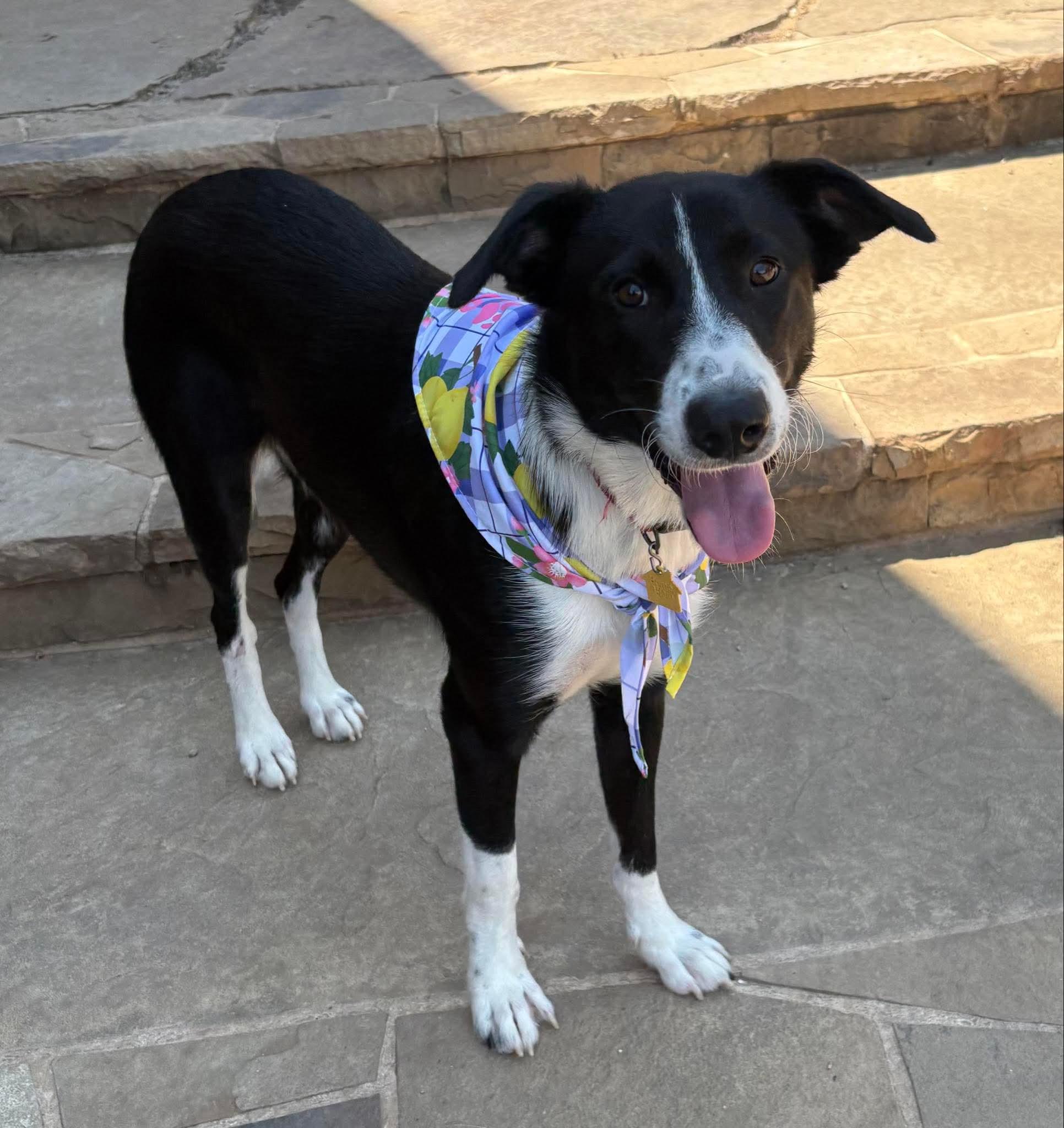 Cassie, a Adoptable mixed breed in richmond, ME image 5/5