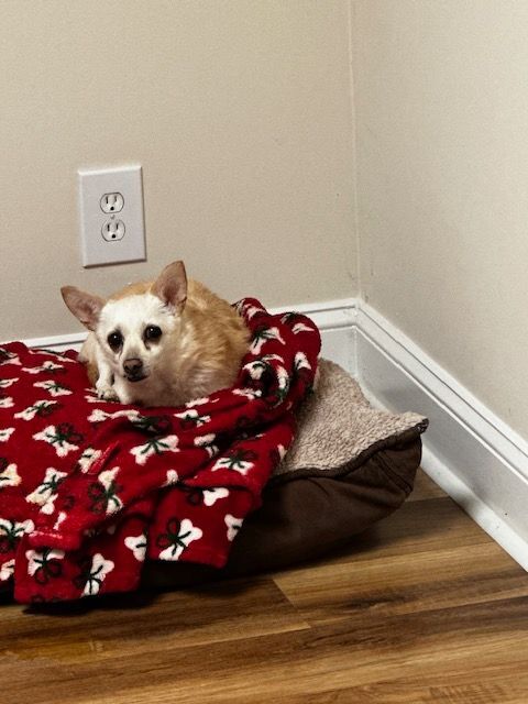 Tater, Adoptable, Adult Male Chihuahua.
