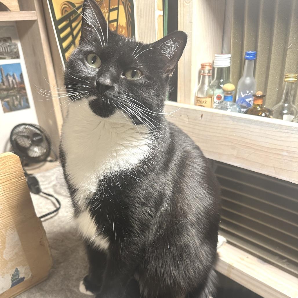 Ariel 2, a Adoptable Domestic Short Hair in Middle Village, NY image 1/5