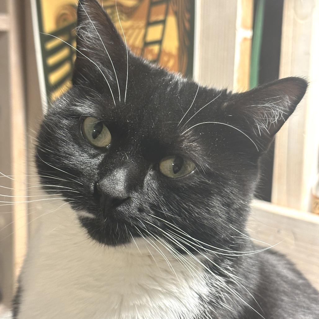 Ariel 2, a Adoptable Domestic Short Hair in Middle Village, NY image 2/5