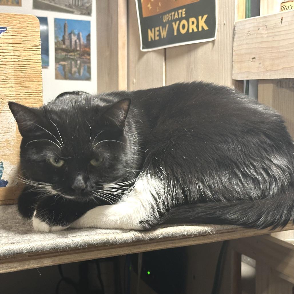 Ariel 2, a Adoptable Domestic Short Hair in Middle Village, NY image 4/5