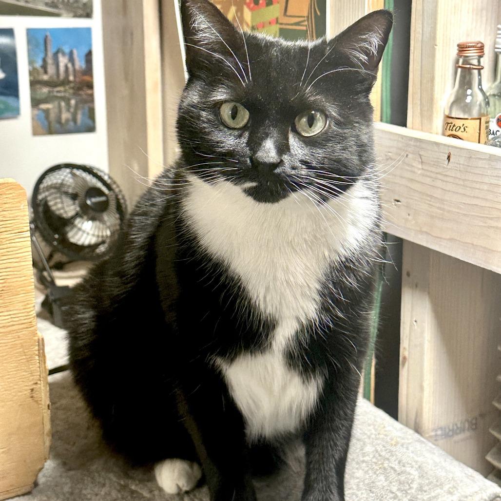 Ariel 2, a Adoptable Domestic Short Hair in Middle Village, NY image 5/5