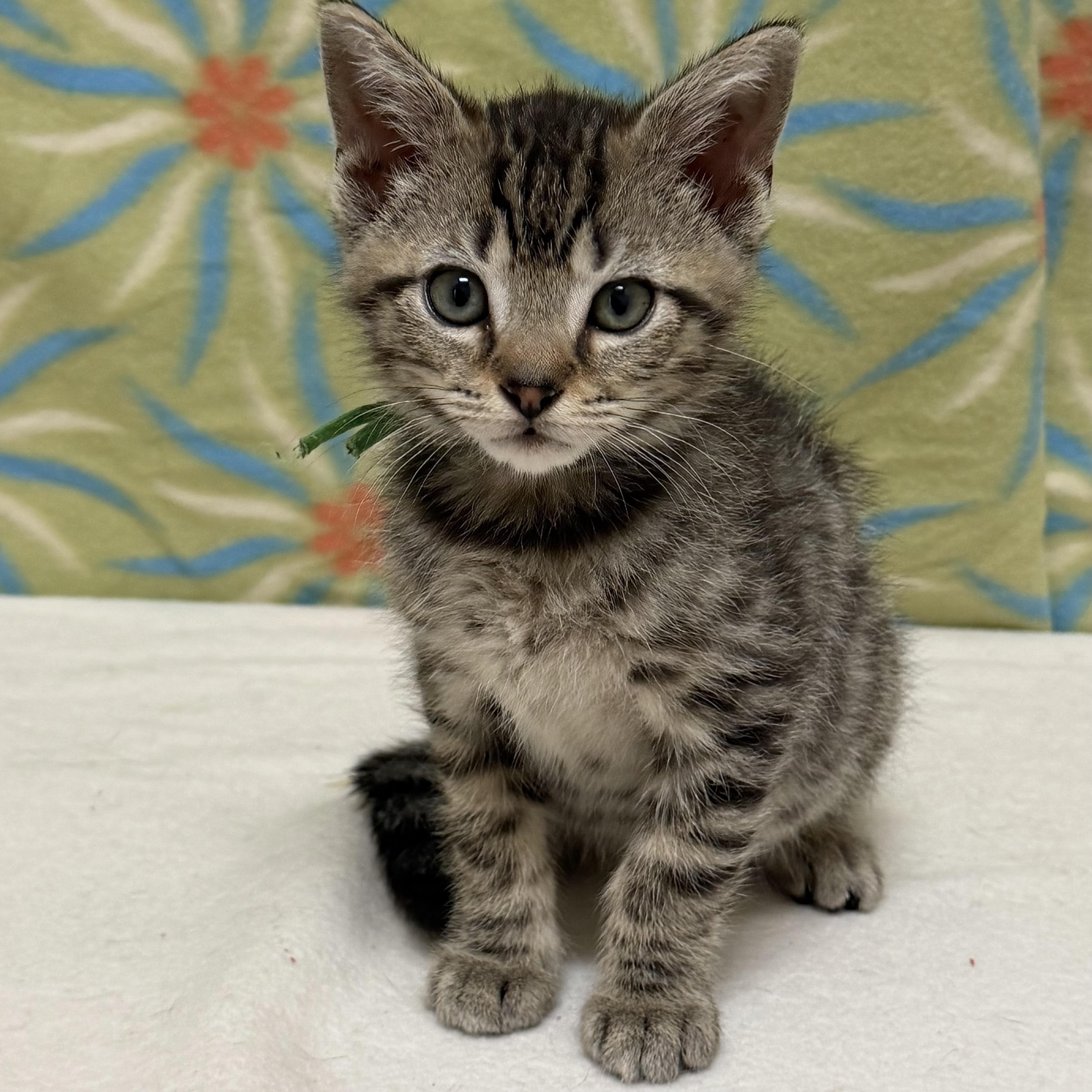 Enlarge Figgy Pop, an adoptable mixed breed in Libertyville, IL image 4/4