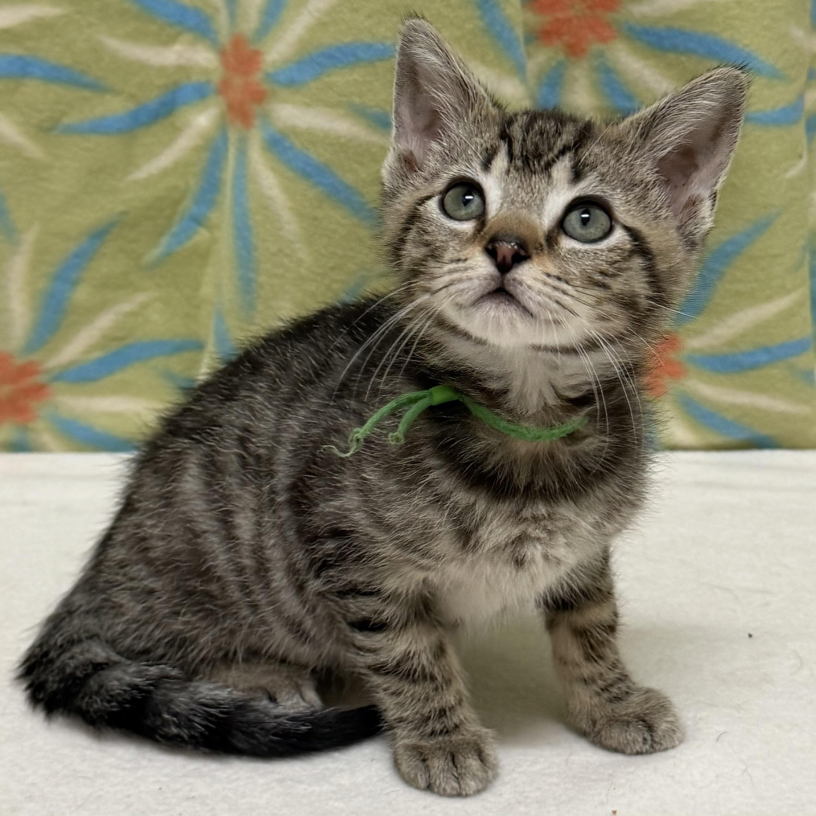 Enlarge Figgy Pop, an adoptable mixed breed in Libertyville, IL image 3/4