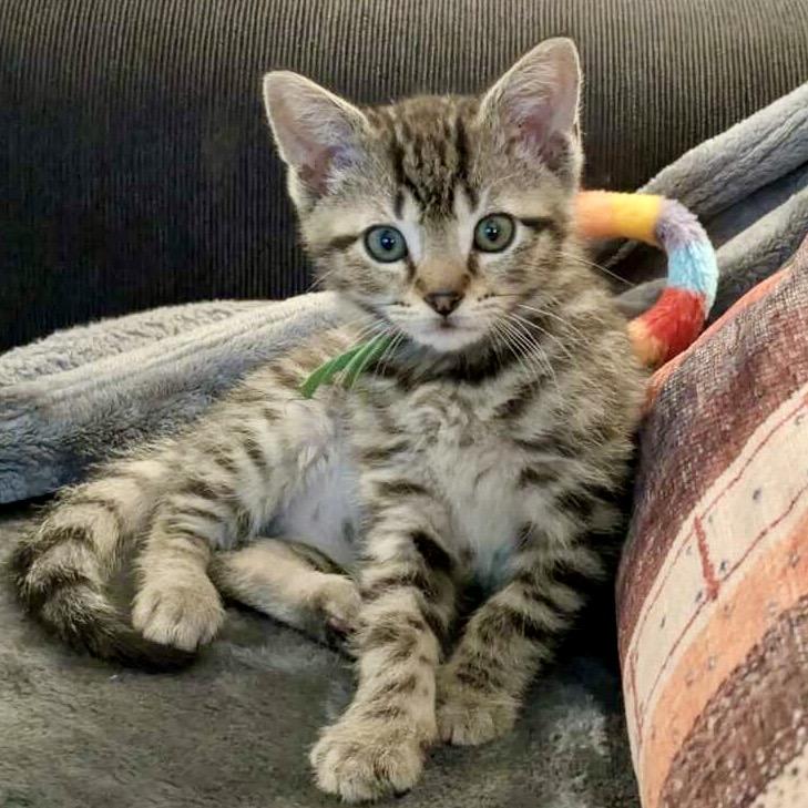 Enlarge Figgy Pop, an adoptable mixed breed in Libertyville, IL image 2/4