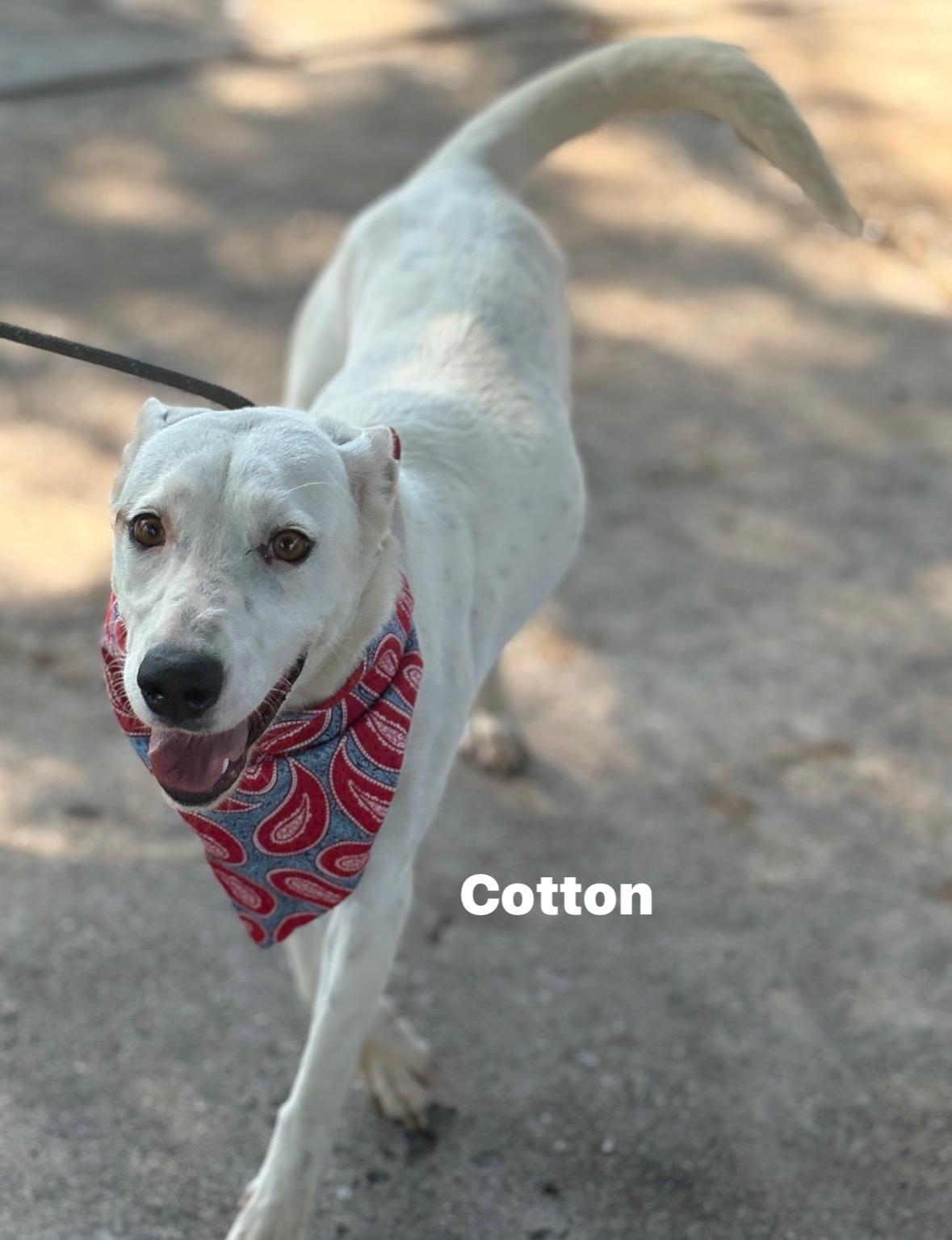 Cotton Ball, a Adoptable mixed breed in Dallas, TX image 2/5