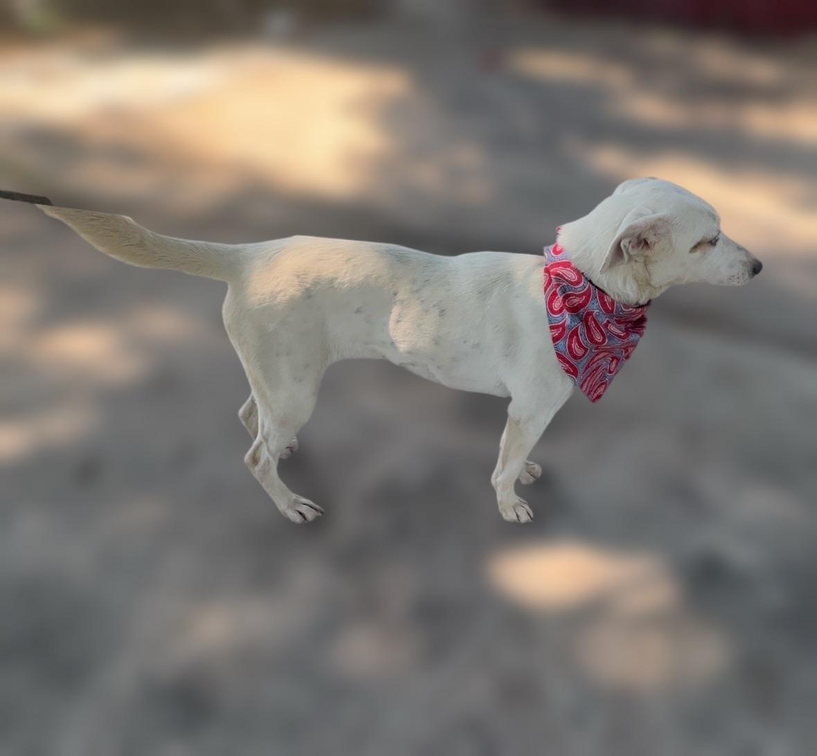 Cotton Ball, a Adoptable mixed breed in Dallas, TX image 4/5