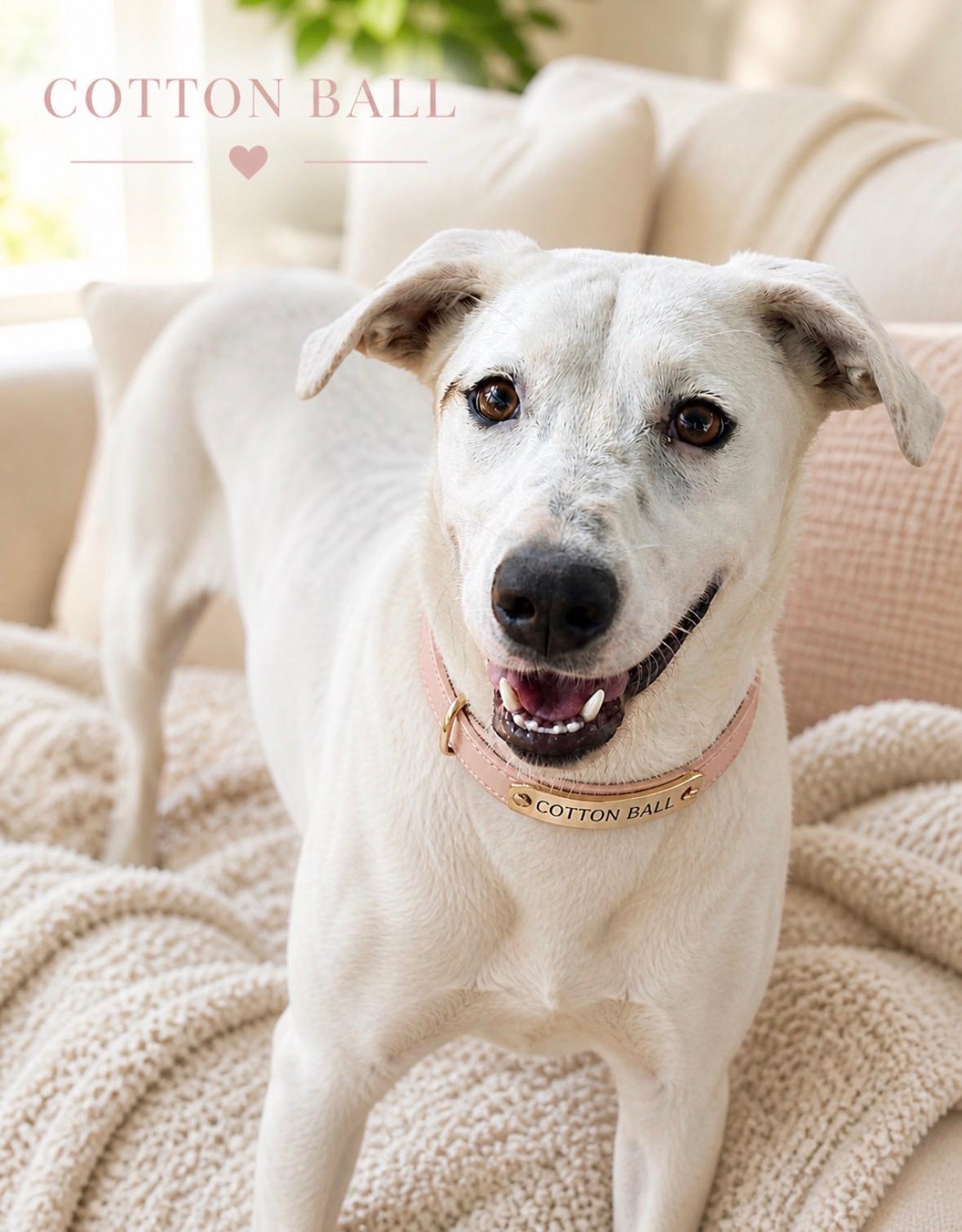 Cotton Ball, a Adoptable mixed breed in Dallas, TX image 3/5