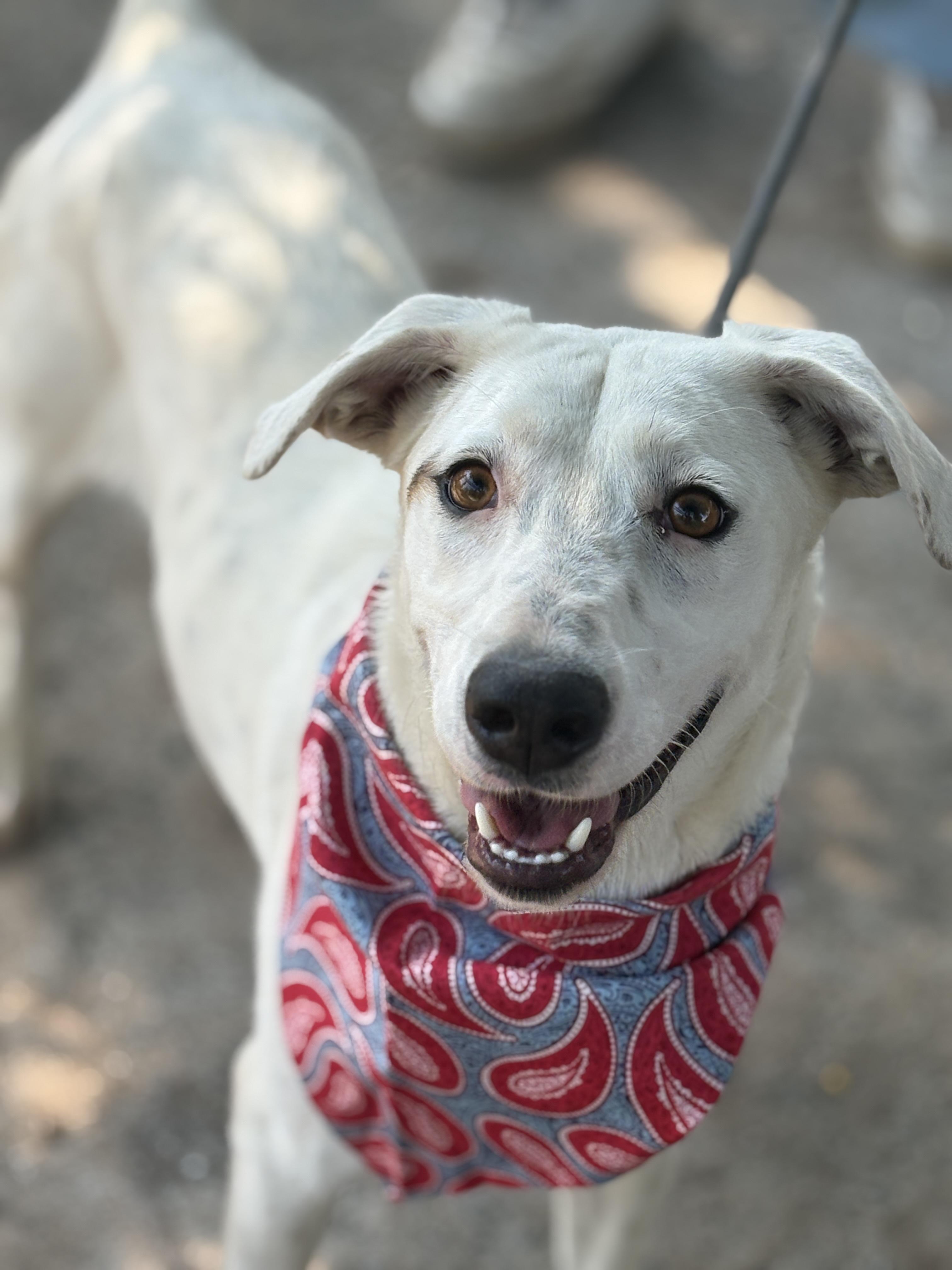 Cotton Ball, a Adoptable mixed breed in Dallas, TX image 1/5