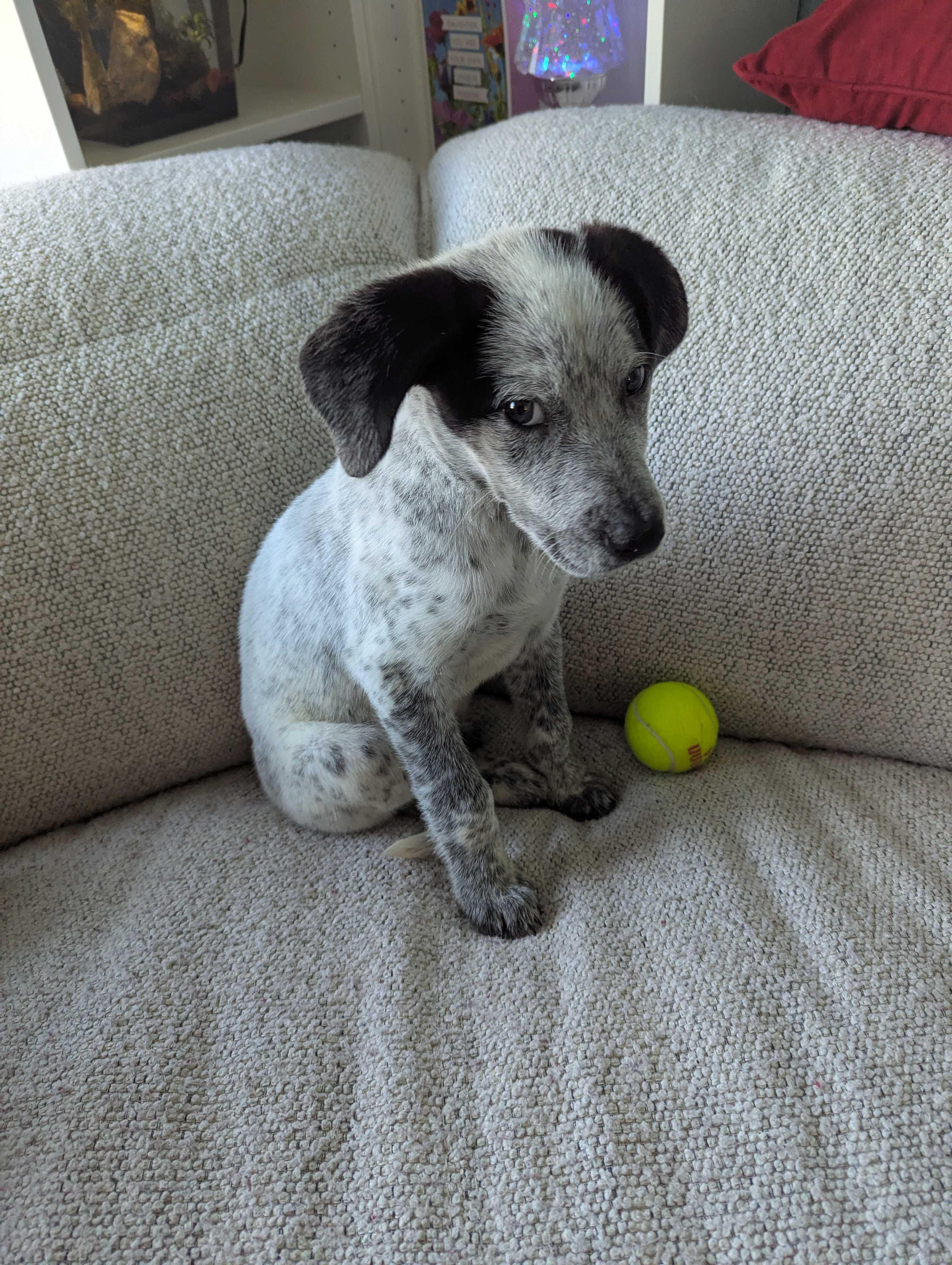 Enlarge Spencer, an adopted mixed breed in Minneapolis, MN image 3/4
