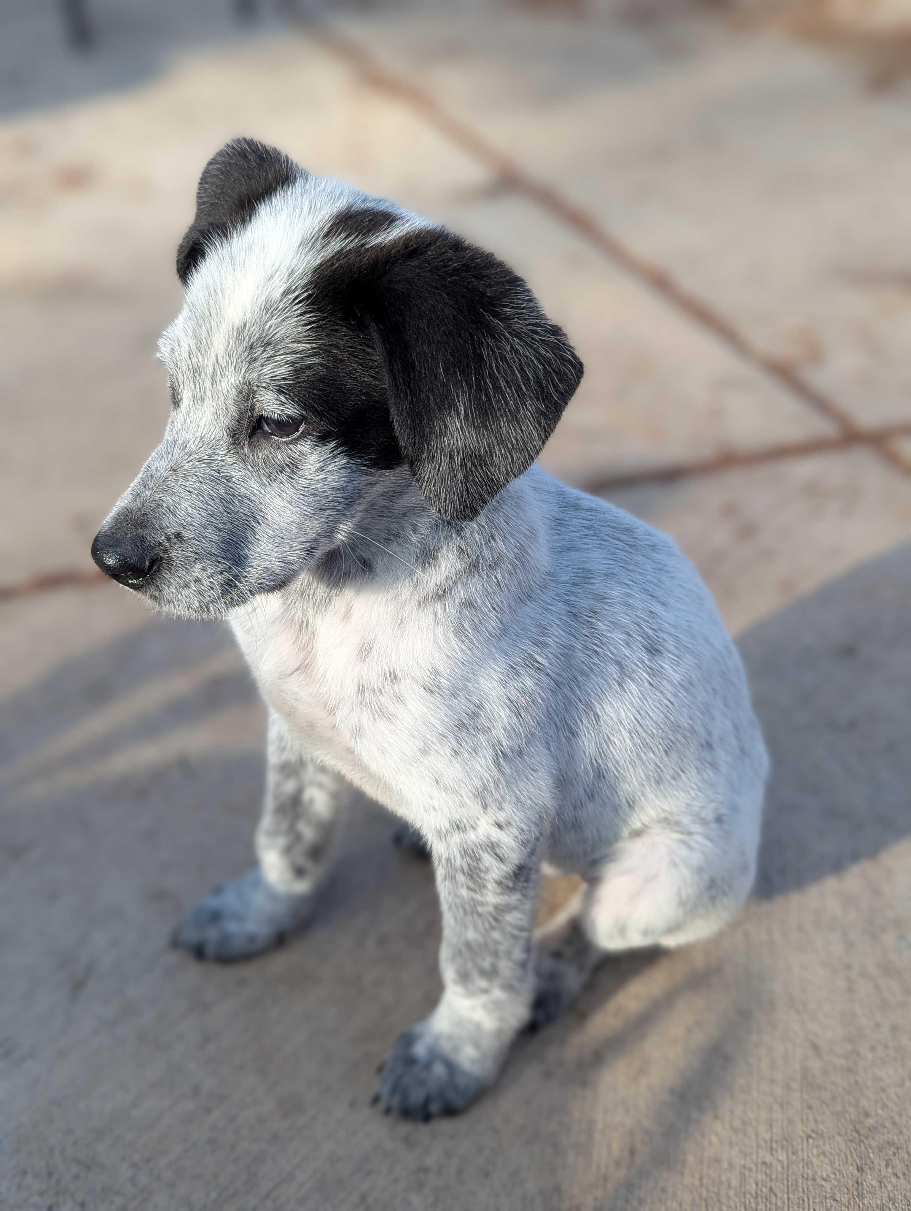 Enlarge Spencer, an adopted mixed breed in Minneapolis, MN image 2/4