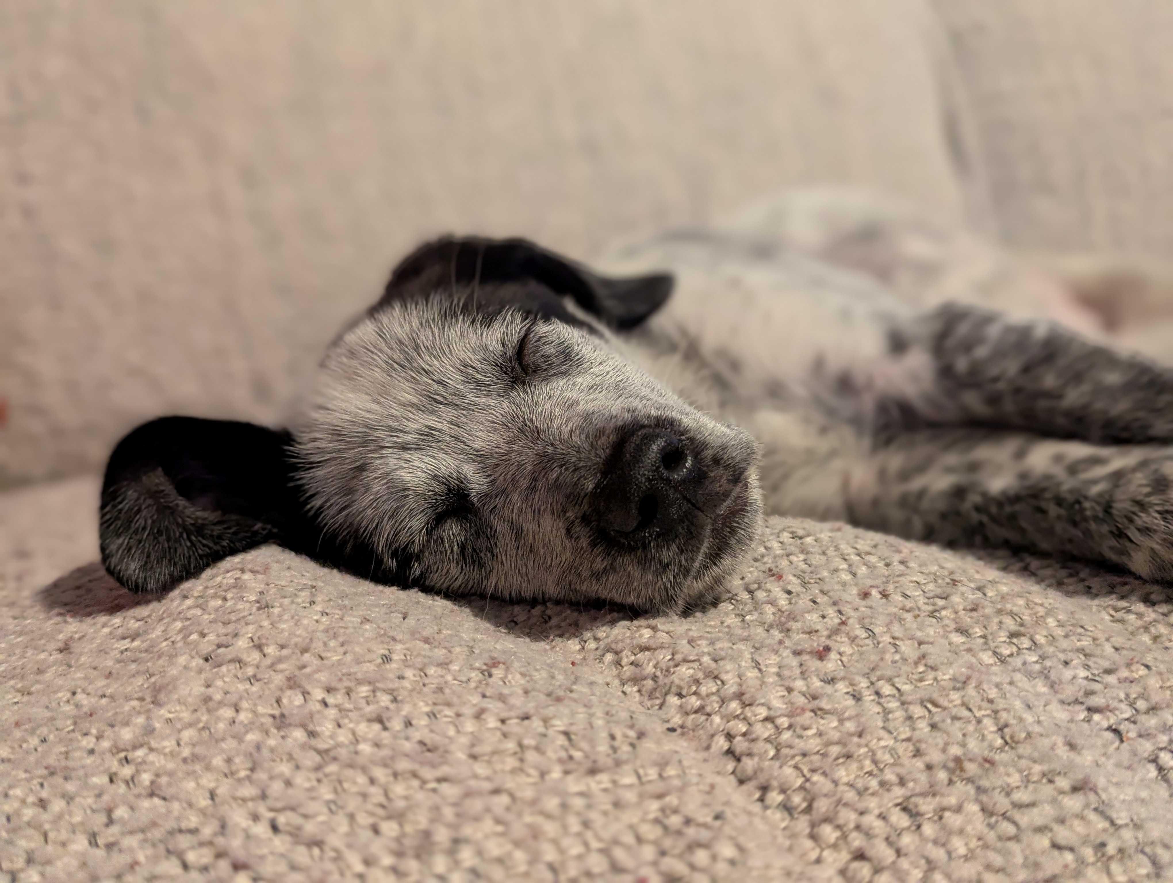 Enlarge Spencer, an adopted mixed breed in Minneapolis, MN image 4/4