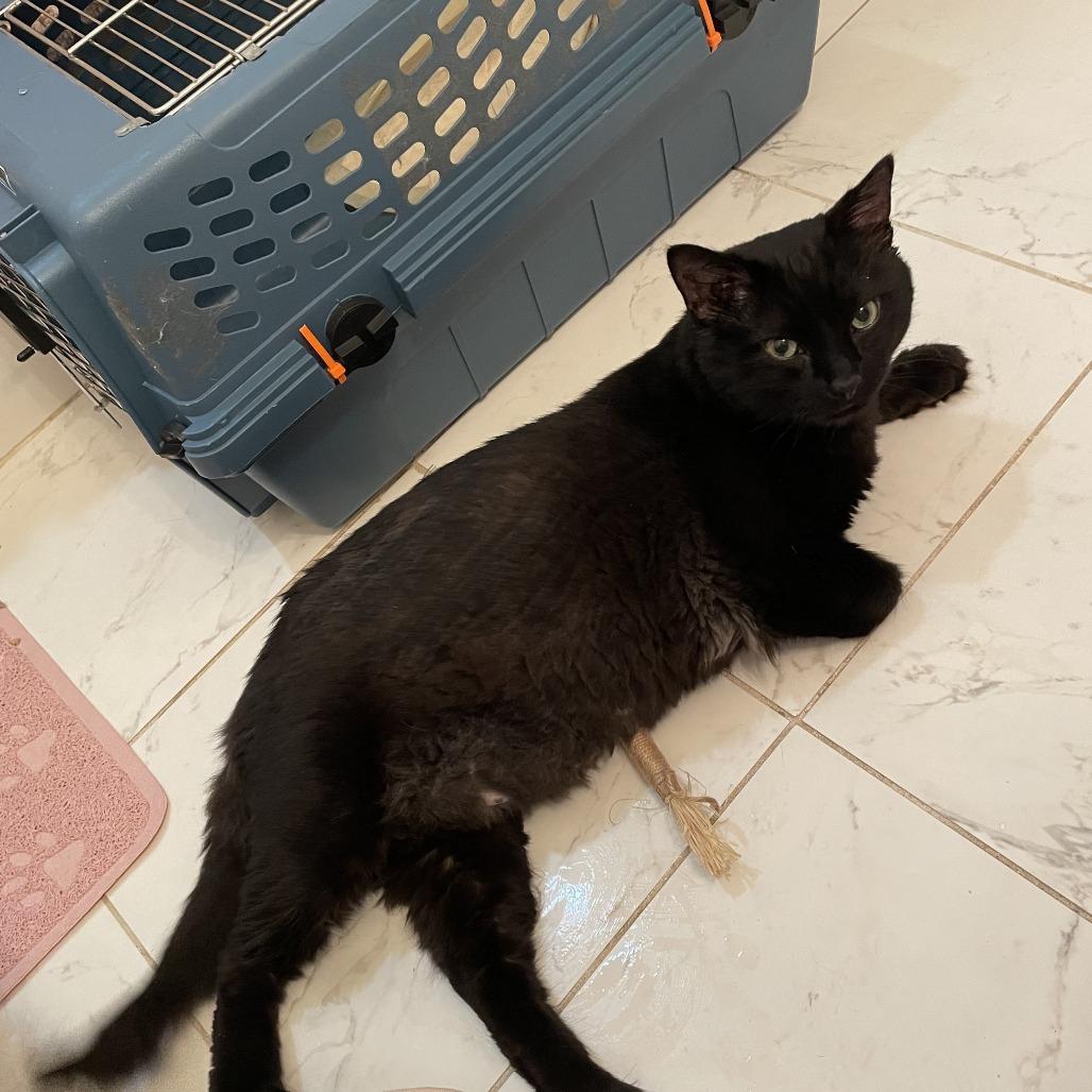 Enlarge Sunrise, a Adoptable Domestic Medium Hair in New York, NY image 1/6