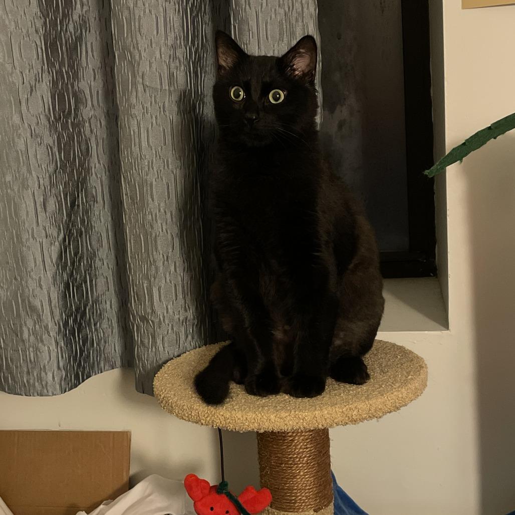 Enlarge Sunrise, a Adoptable Domestic Medium Hair in New York, NY image 3/6