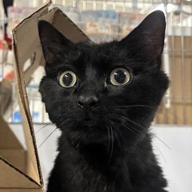 Enlarge Sunrise, a Adoptable Domestic Medium Hair in New York, NY image 4/6