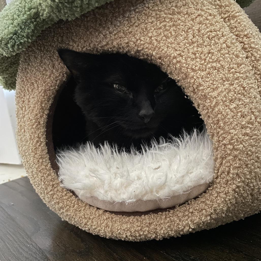 Enlarge Sunrise, a Adoptable Domestic Medium Hair in New York, NY image 5/6