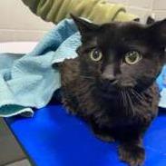 Enlarge Sunrise, a Adoptable Domestic Medium Hair in New York, NY image 6/6