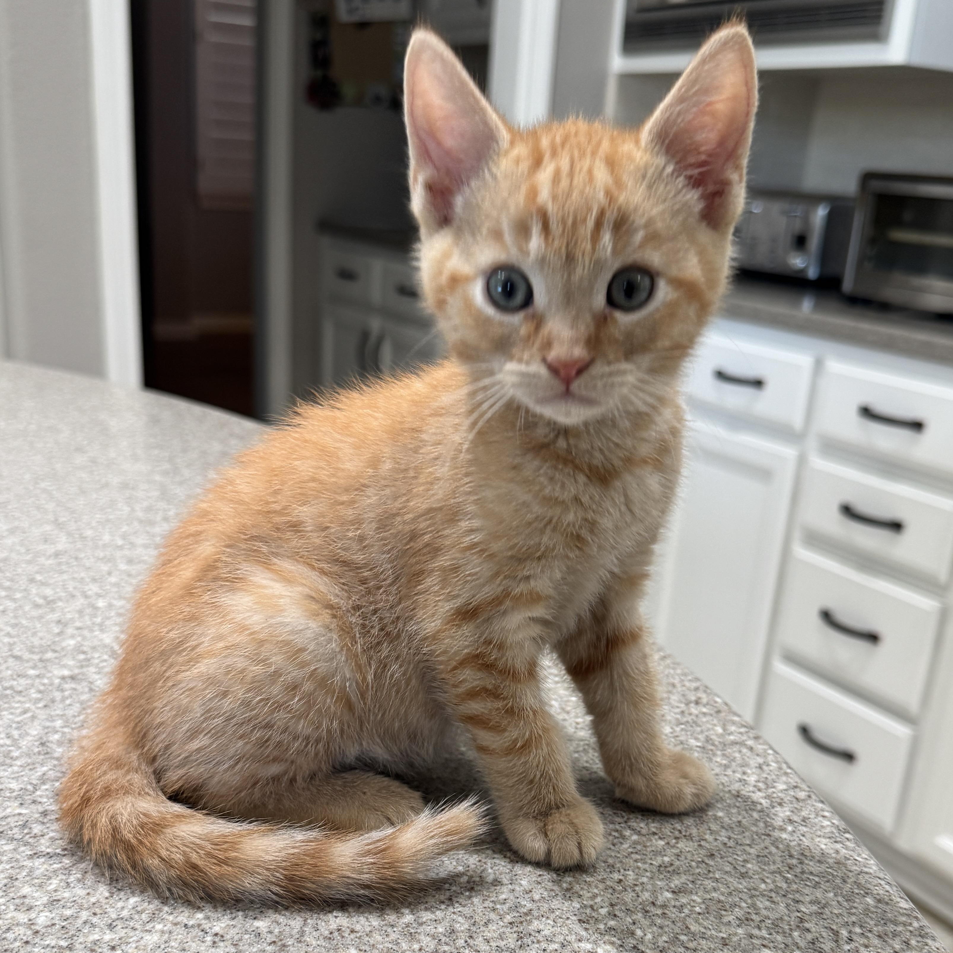 Charlie, Adoptable, Kitten Male Domestic Short Hair.