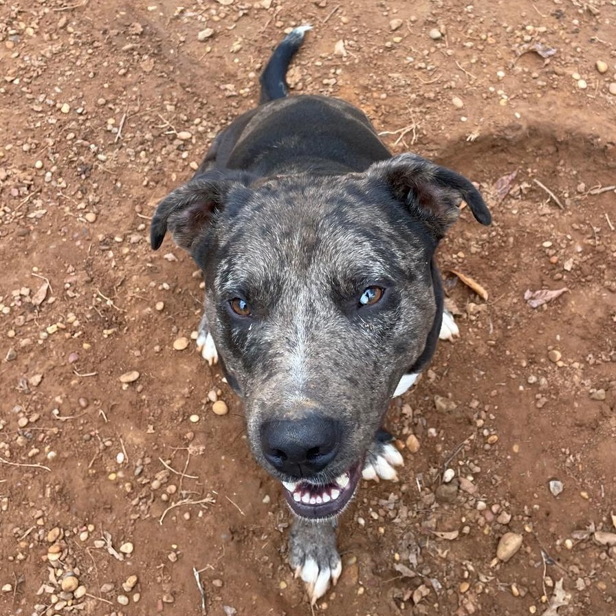 Jack, a Adopted mixed breed in Greensboro, AL image 2/5