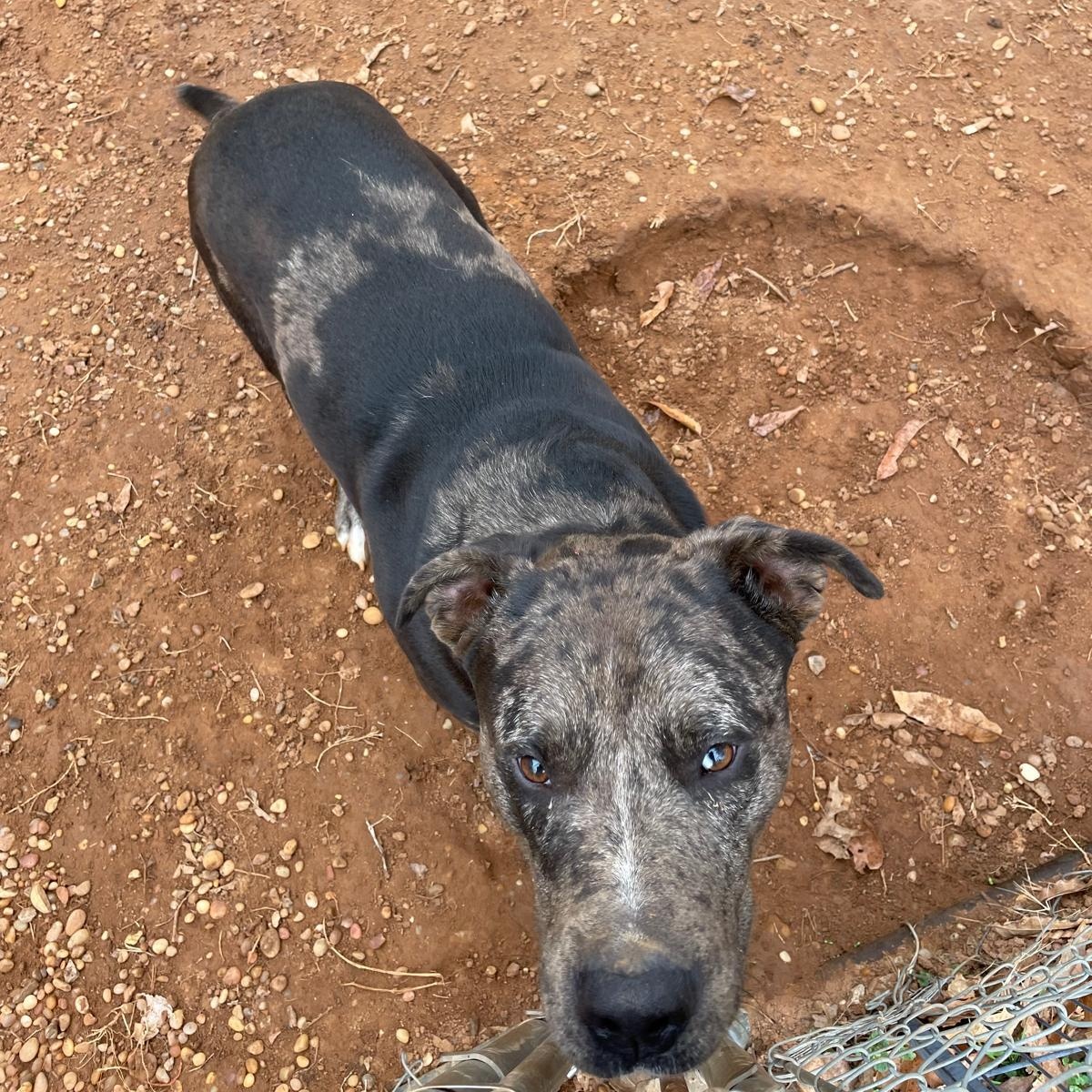 Jack, a Adopted mixed breed in Greensboro, AL image 4/5