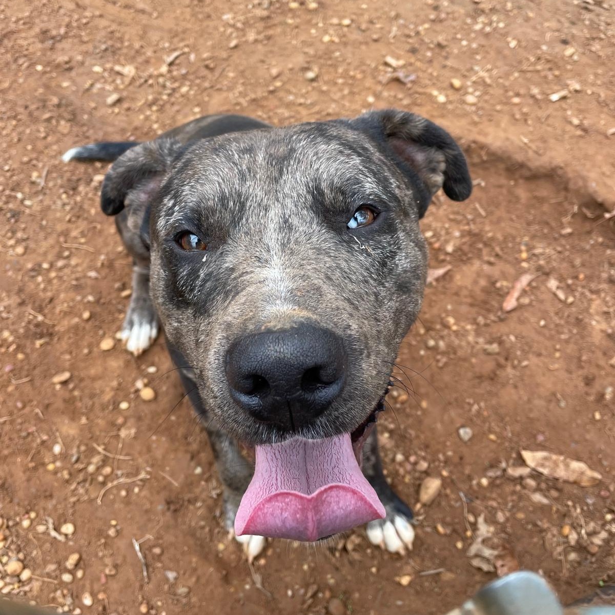 Jack, a Adopted mixed breed in Greensboro, AL image 3/5