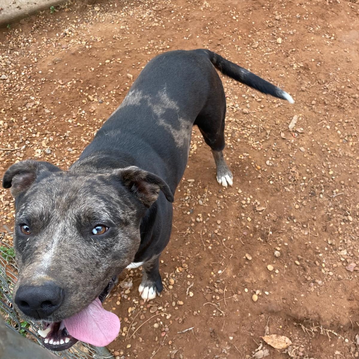 Jack, Adult Male Catahoula Leopard Dog