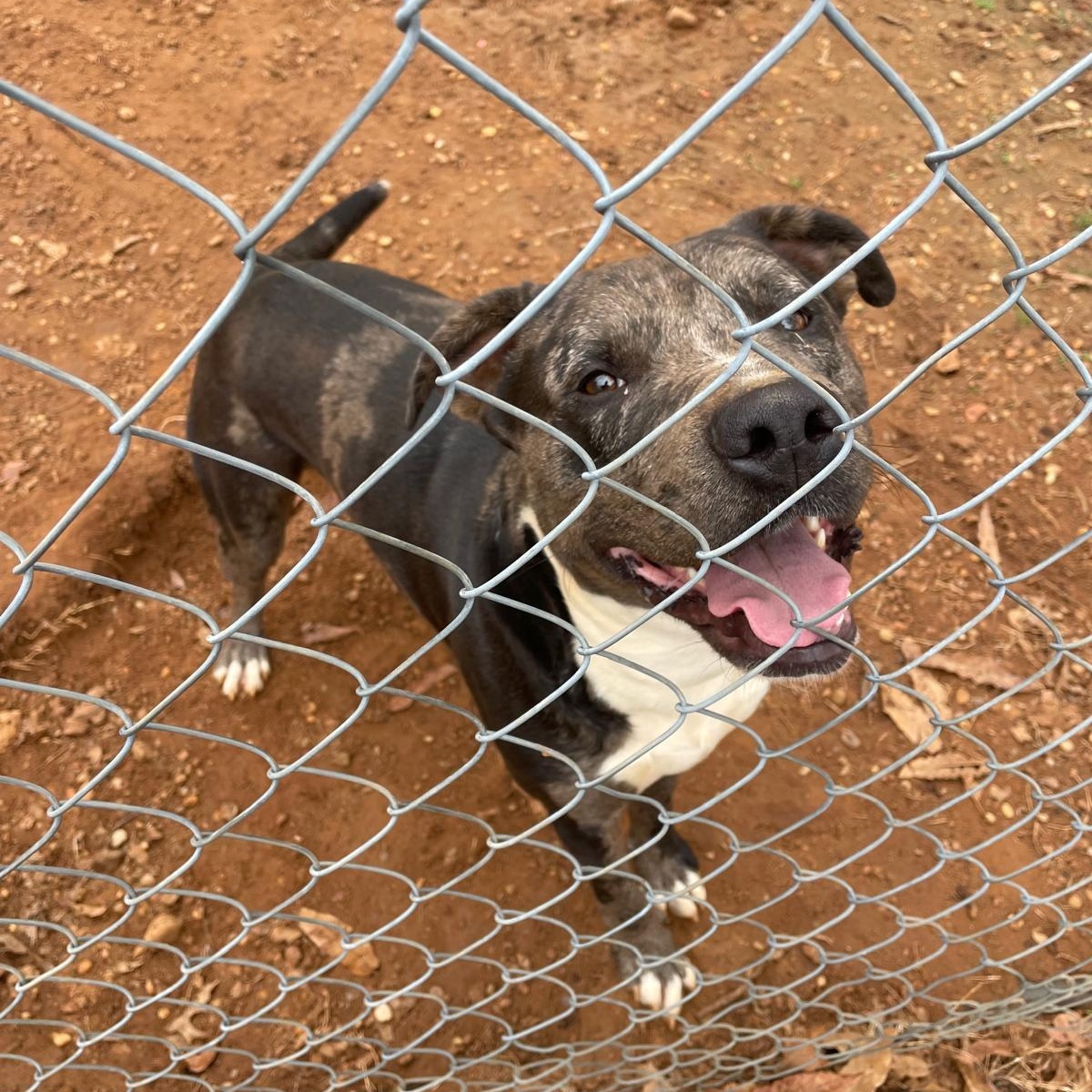 Jack, a Adopted mixed breed in Greensboro, AL image 5/5