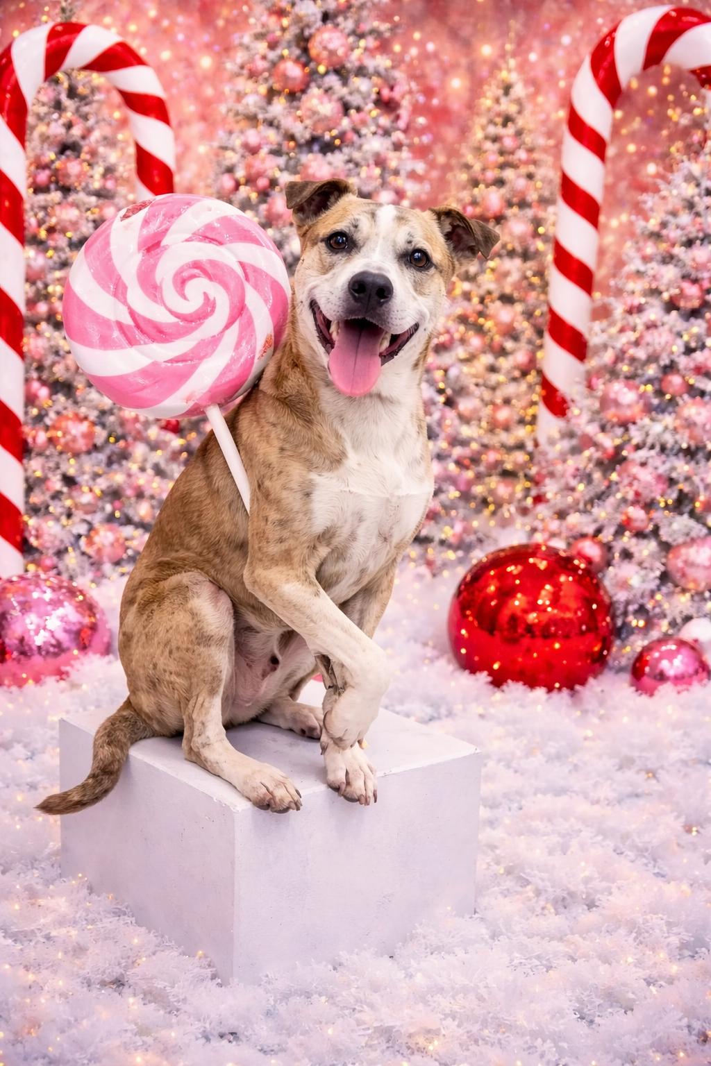 Boomer, Adoptable, Adult Male Pit Bull Terrier.