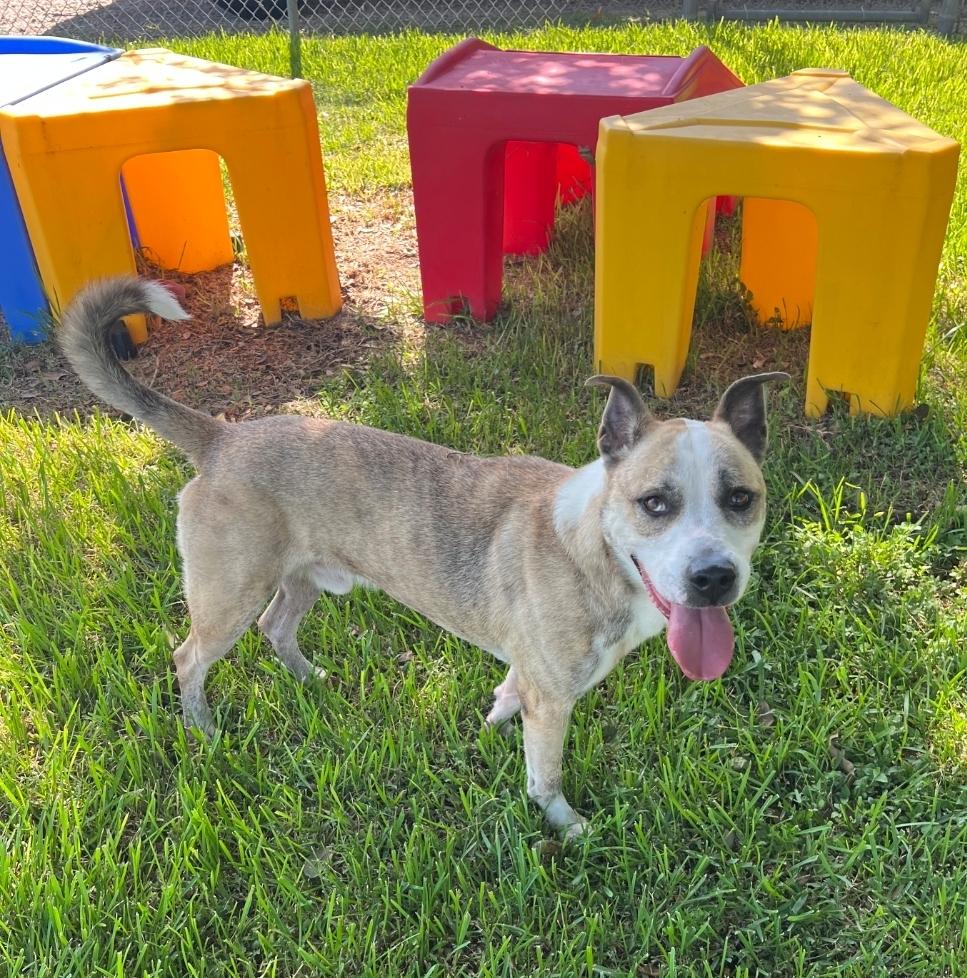 Enlarge Boomer, a Adoptable mixed breed in Friendswood, TX image 1/4