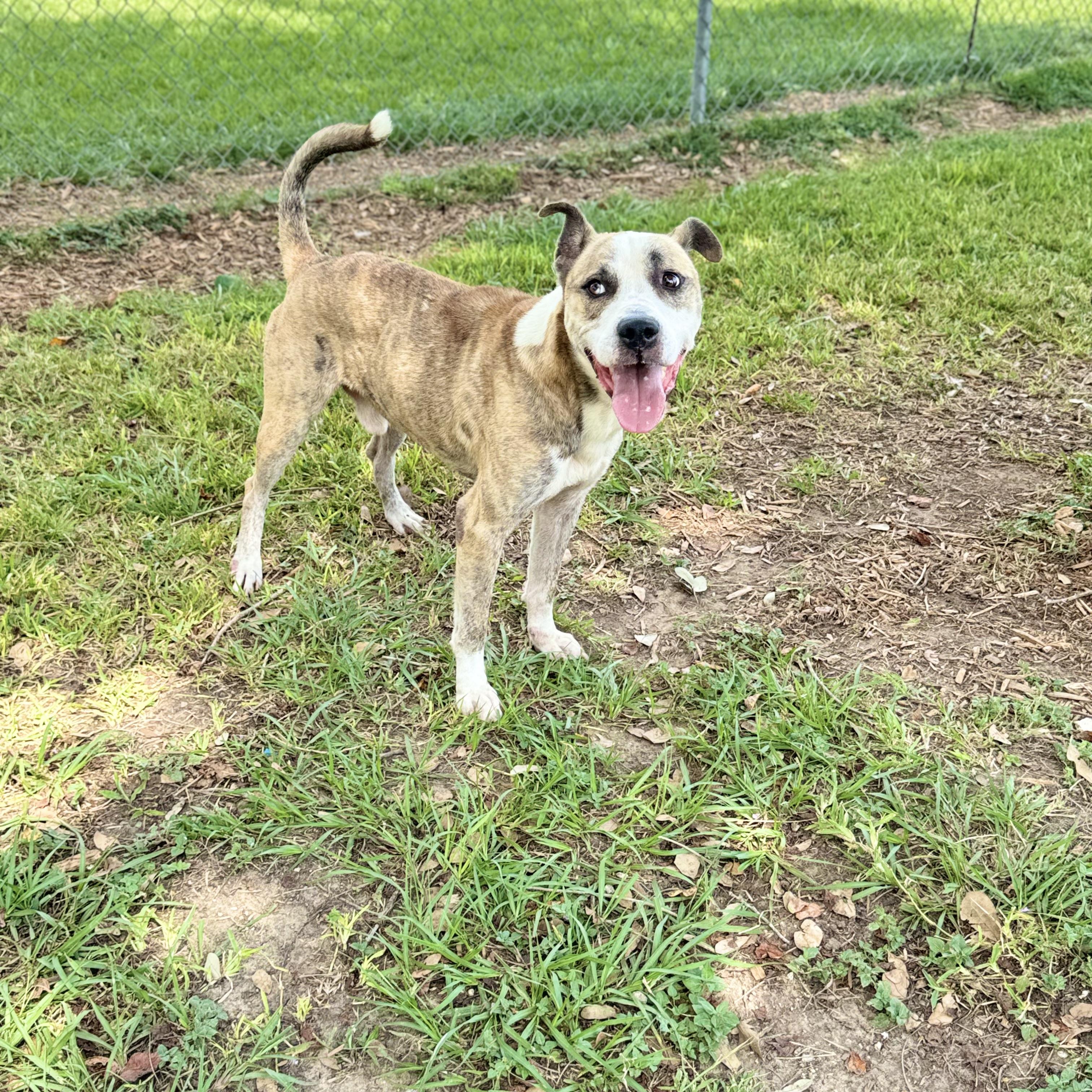Enlarge Boomer, a Adoptable mixed breed in Friendswood, TX image 6/6