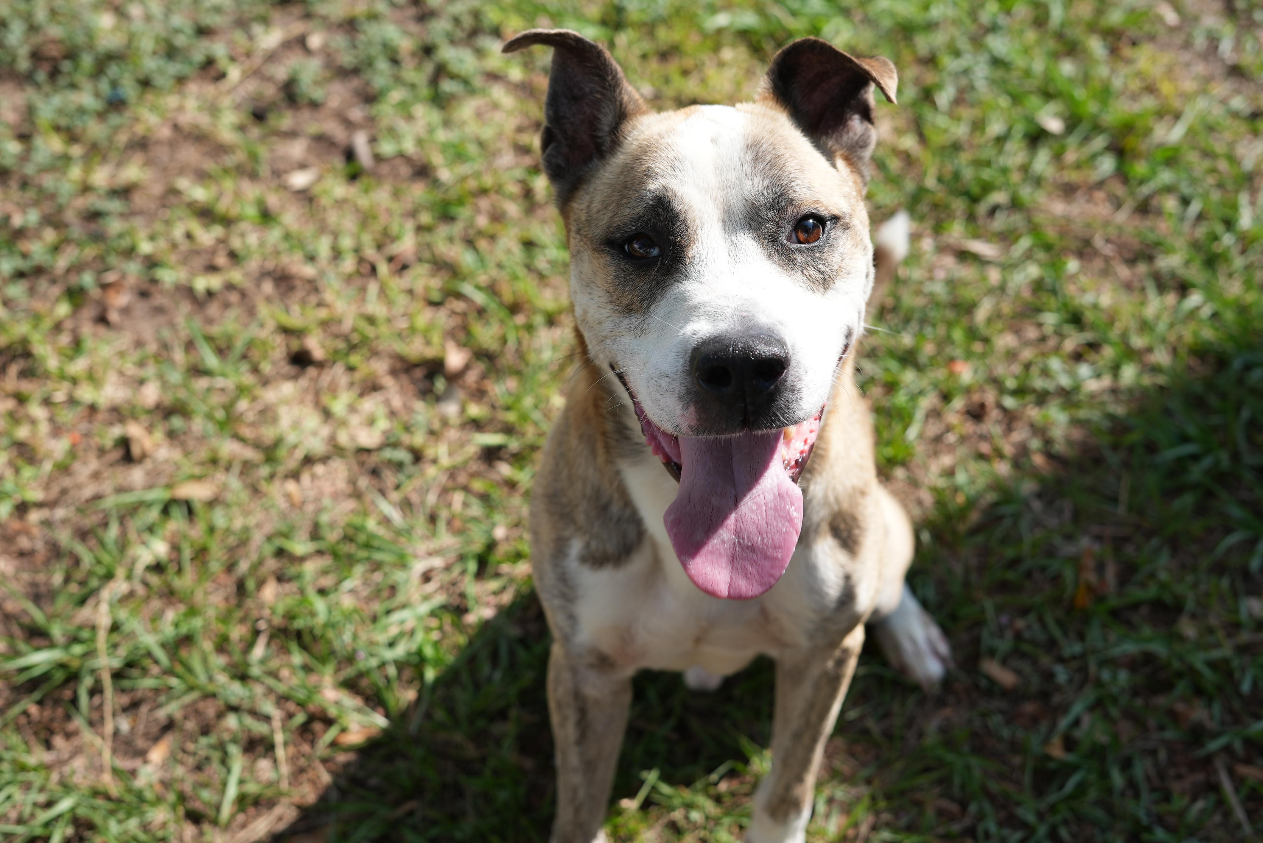Boomer, Adoptable, Adult Male Pit Bull Terrier.
