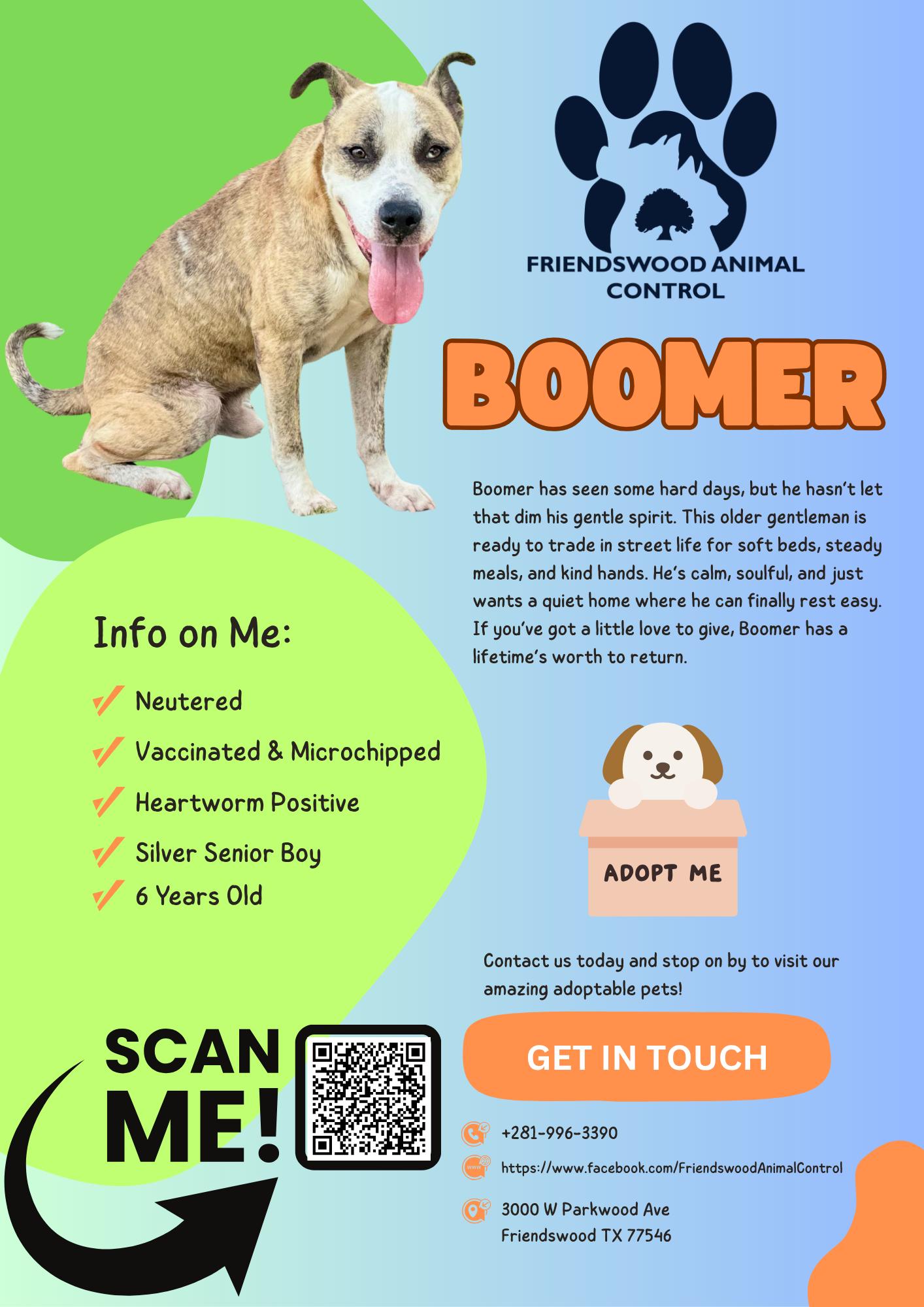 Enlarge Boomer, a Adoptable mixed breed in Friendswood, TX image 5/6