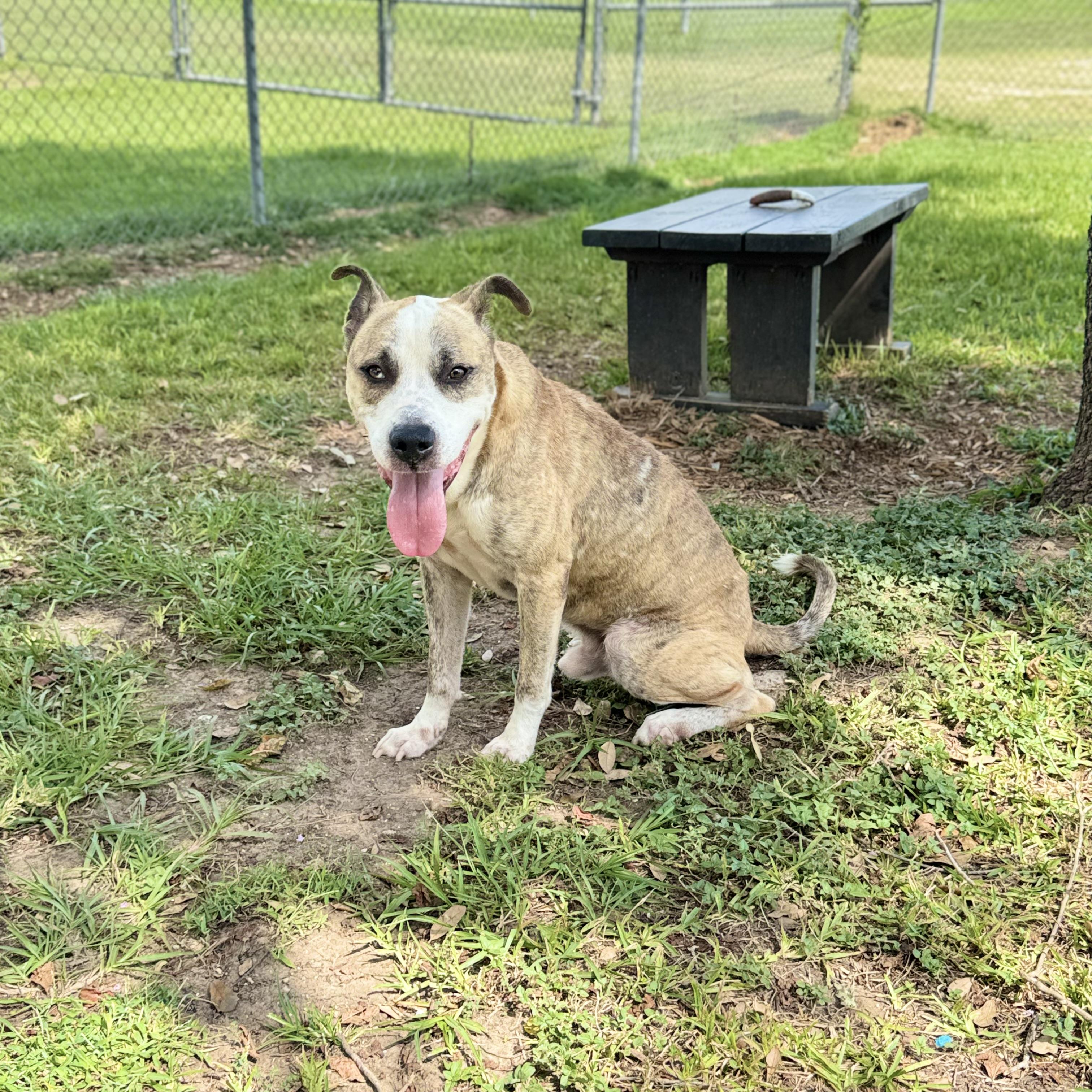 Enlarge Boomer, a Adoptable mixed breed in Friendswood, TX image 3/6