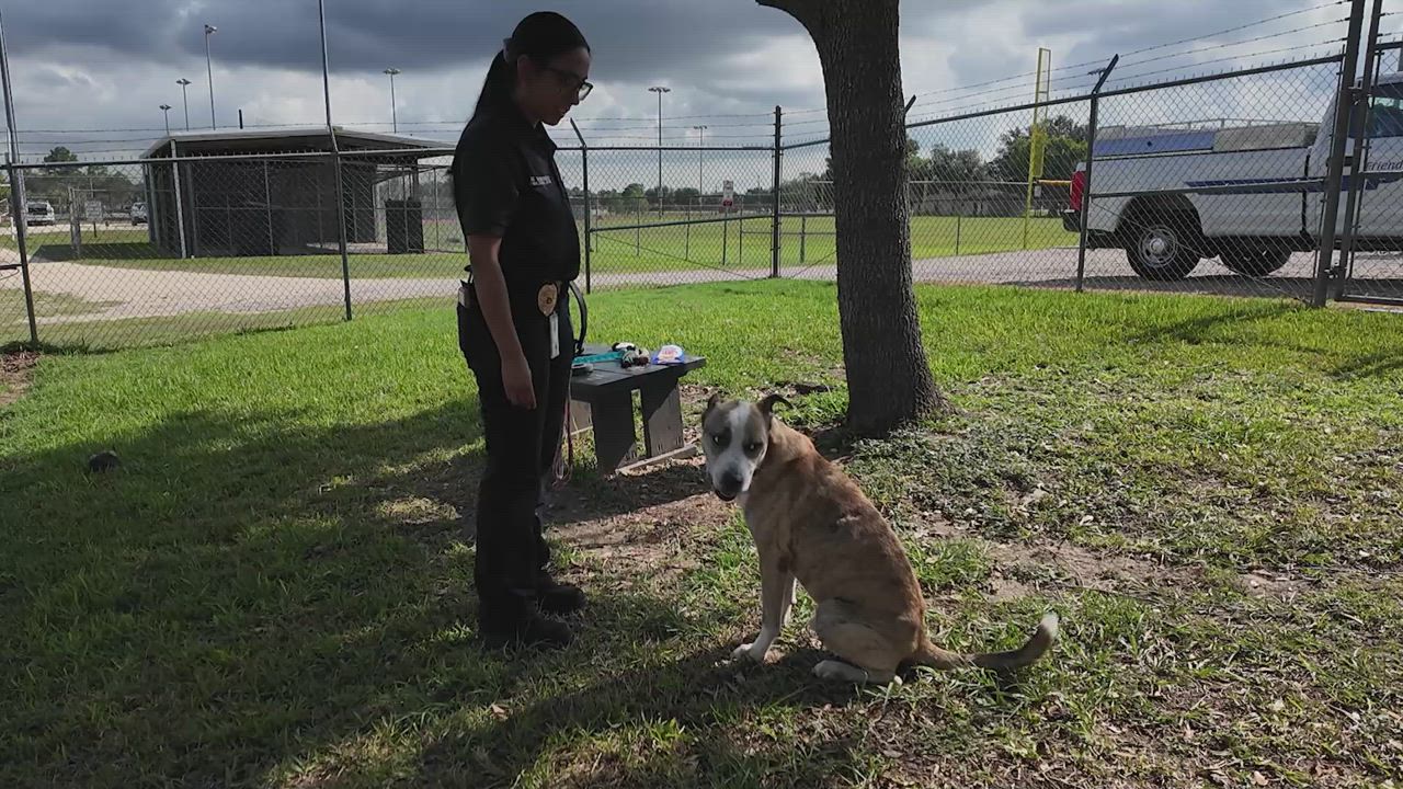 Enlarge Boomer, a Adoptable mixed breed in Friendswood, TX video 4/6