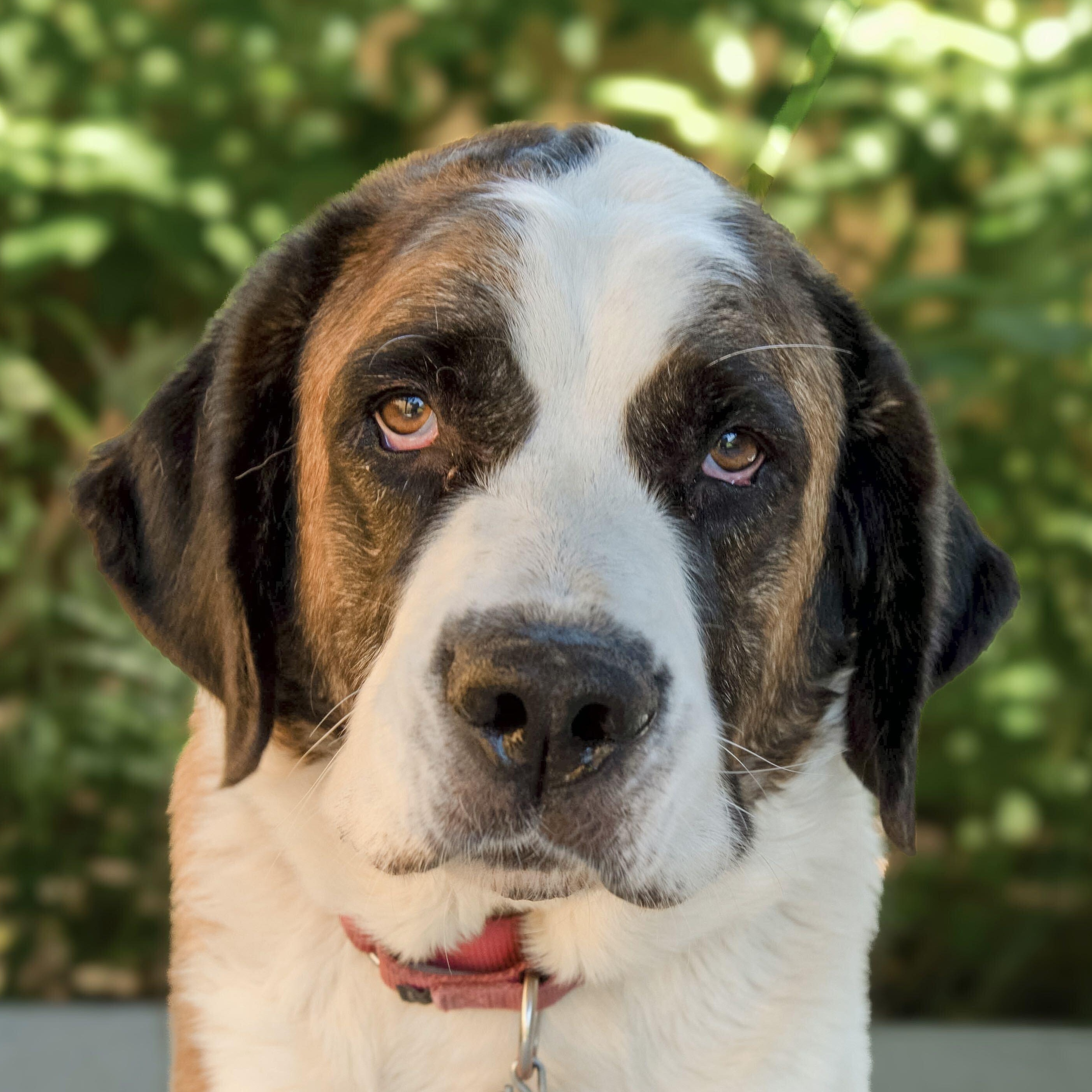 Enlarge Nylee, a Adoptable Saint Bernard in La Vergne, TN image 1/2