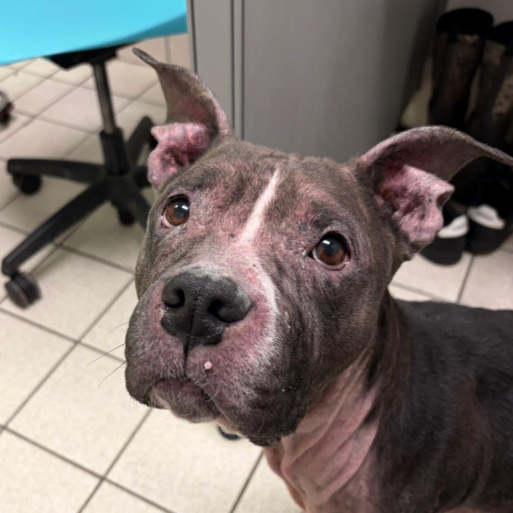 Gwen — thumbnail 4