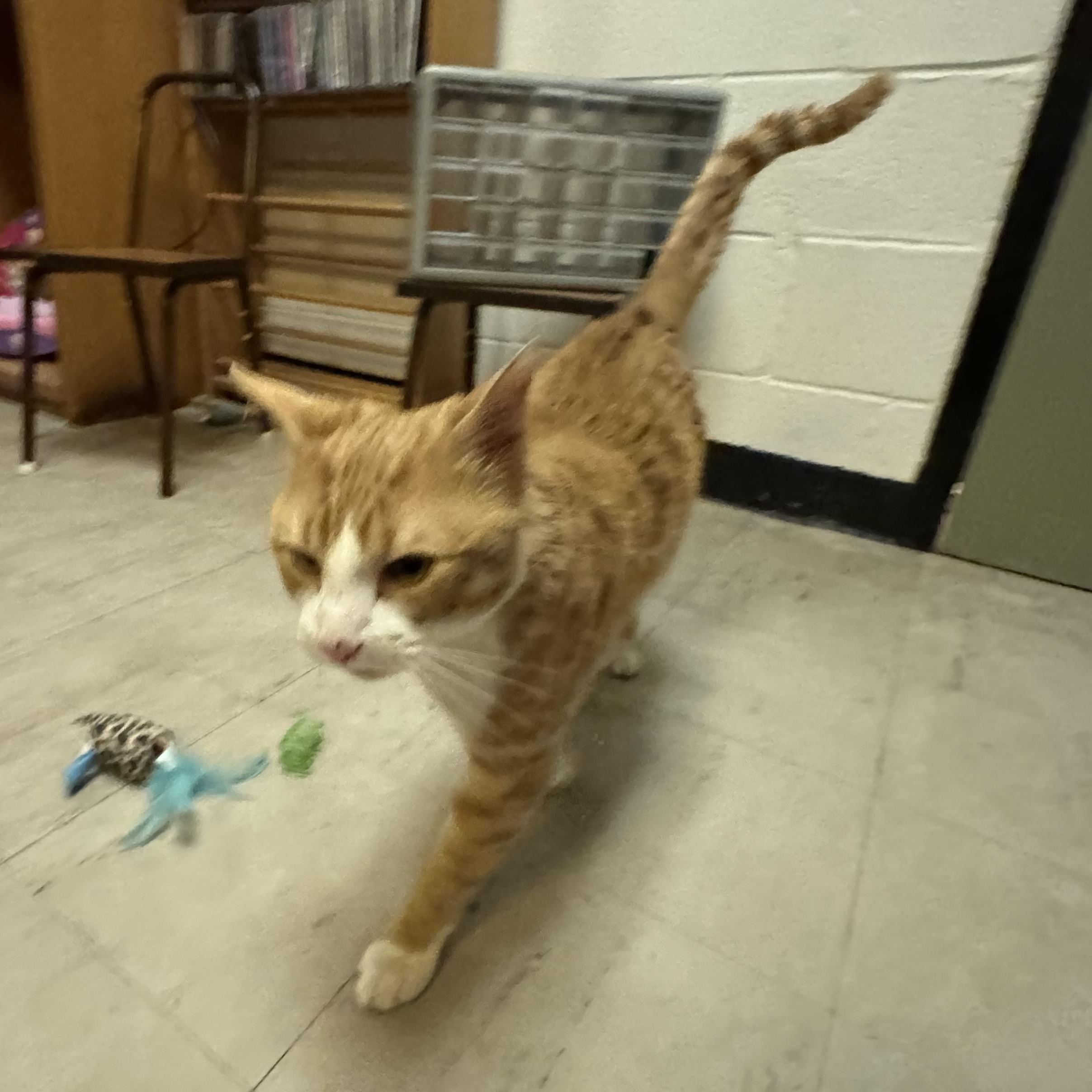 Enlarge Yeti, a ADOPTABLE Domestic Short Hair in Fulton, NY image 6/6