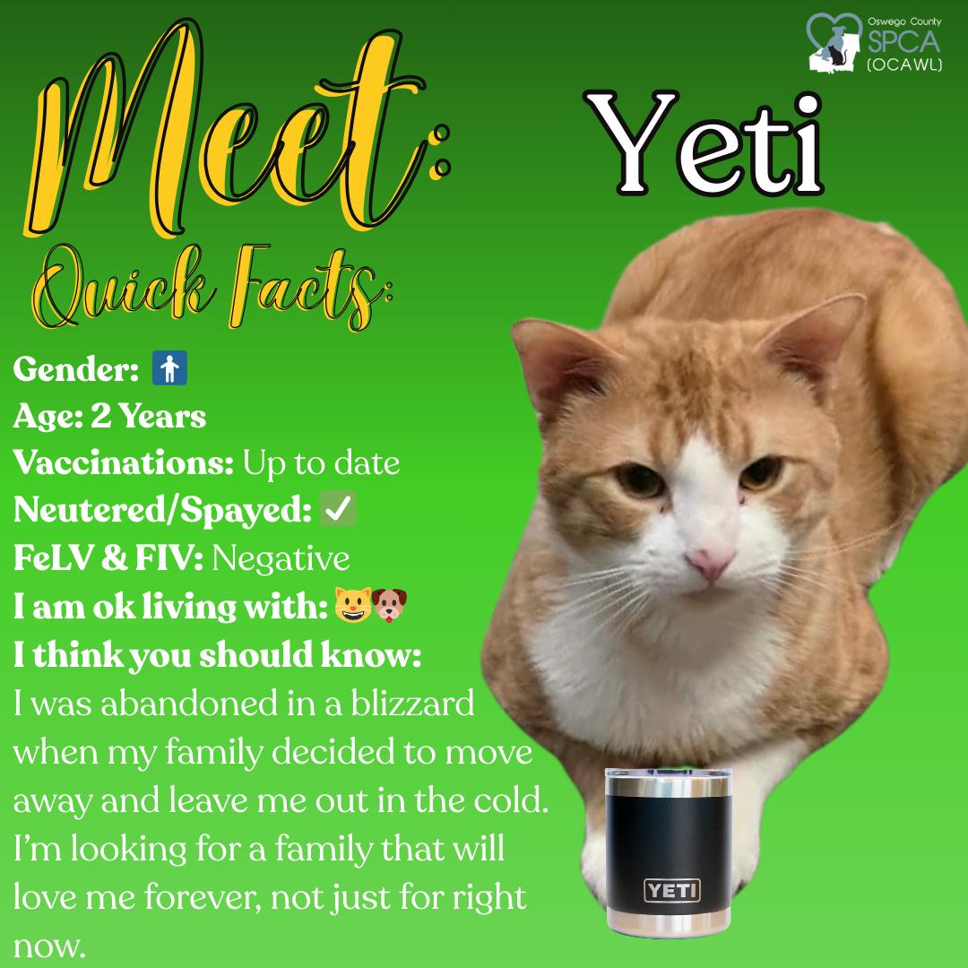 Enlarge Yeti, a ADOPTABLE Domestic Short Hair in Fulton, NY image 1/6