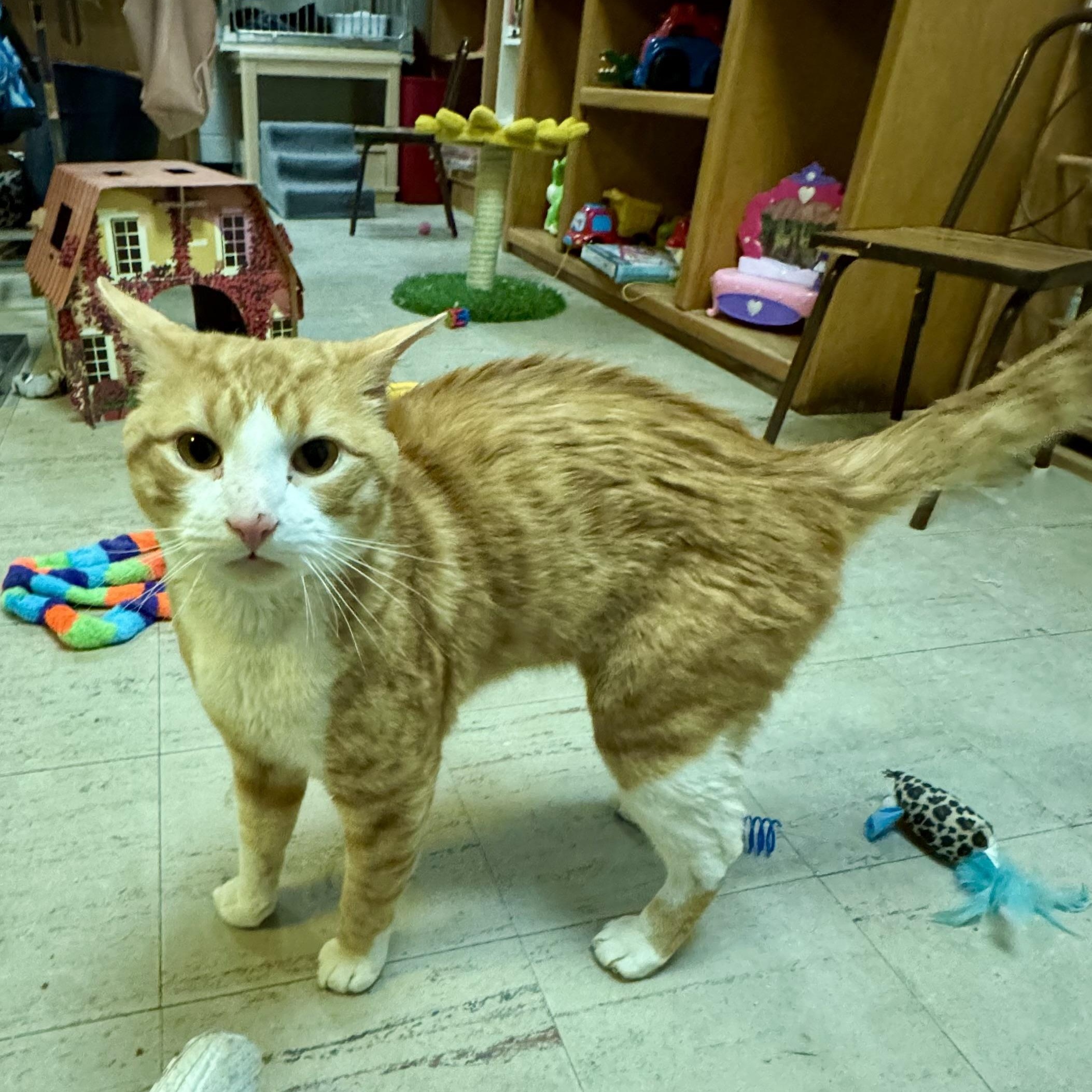 Enlarge Yeti, a ADOPTABLE Domestic Short Hair in Fulton, NY image 5/6