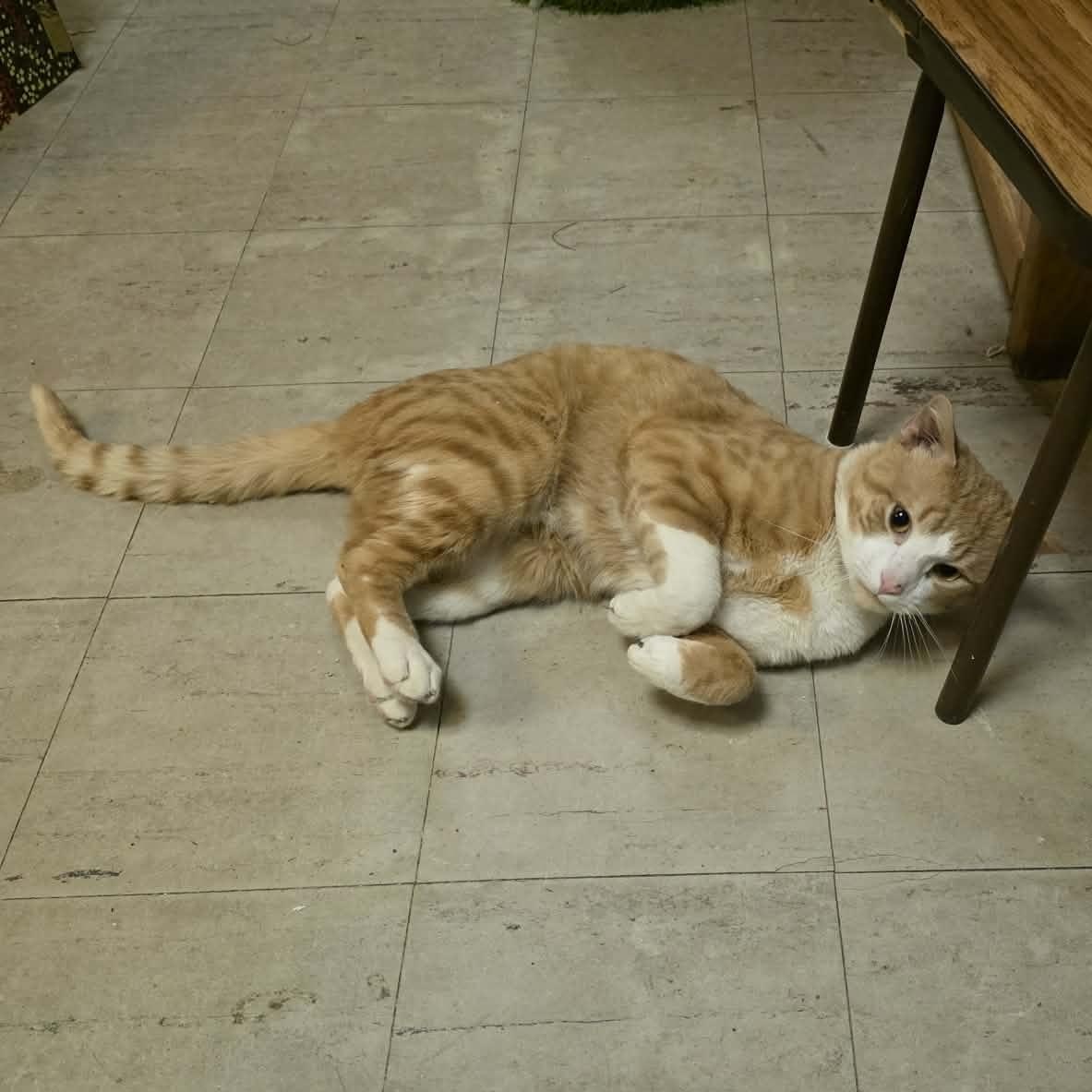 Enlarge Yeti, a ADOPTABLE Domestic Short Hair in Fulton, NY image 4/6