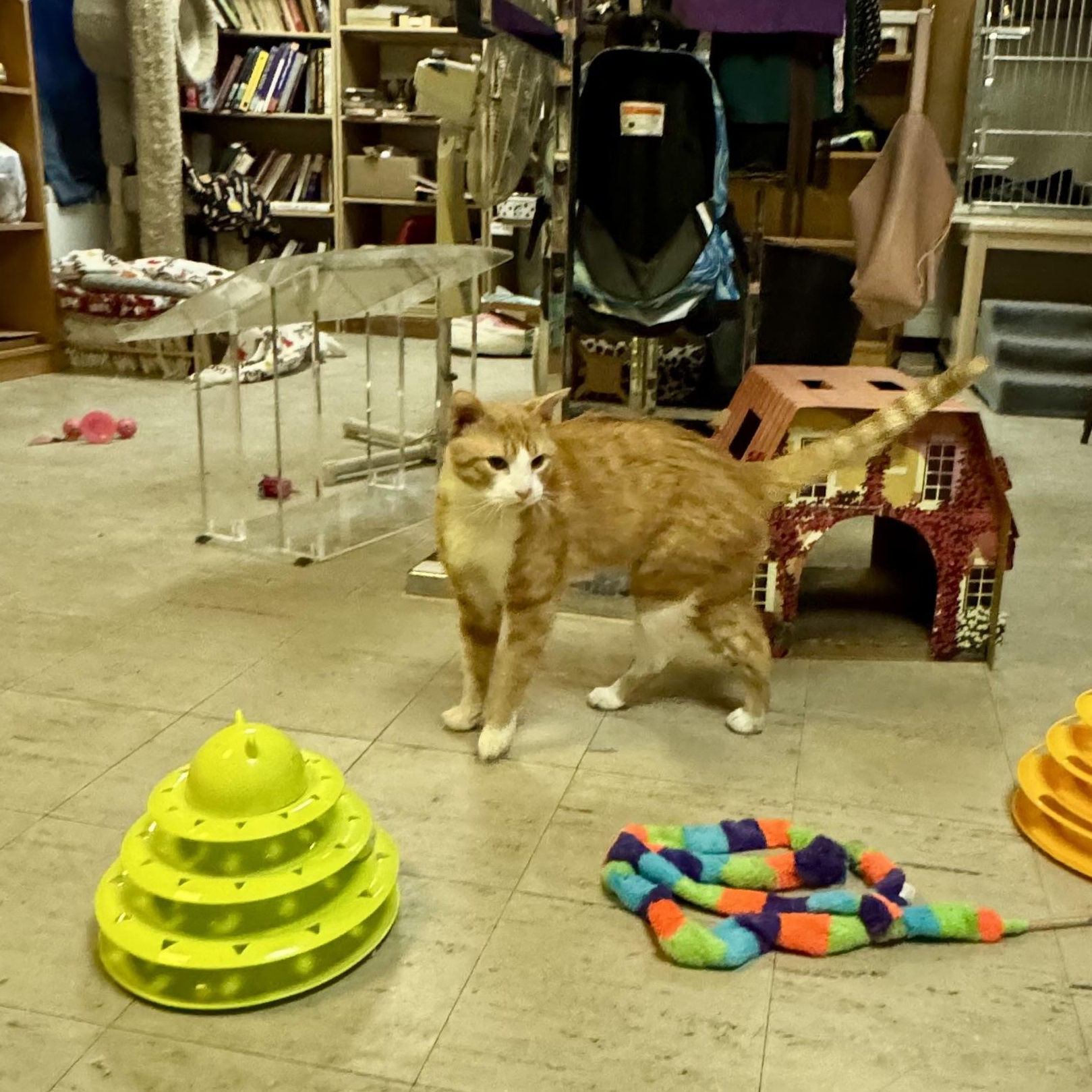 Enlarge Yeti, a ADOPTABLE Domestic Short Hair in Fulton, NY image 3/6