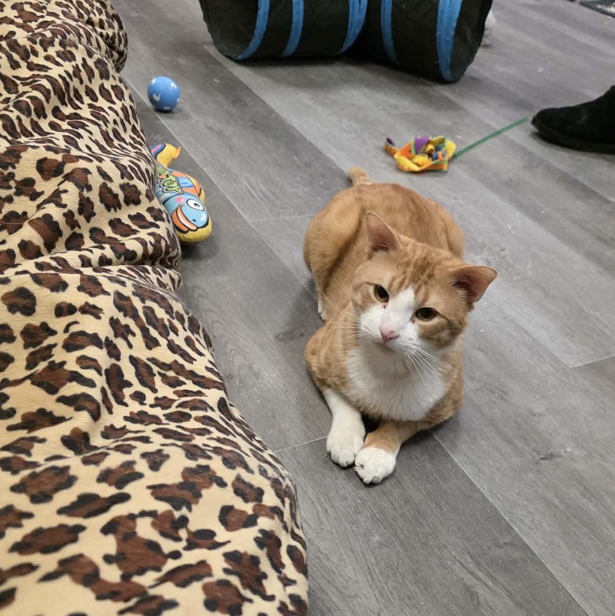 Enlarge Yeti, a ADOPTABLE Domestic Short Hair in Fulton, NY image 2/6